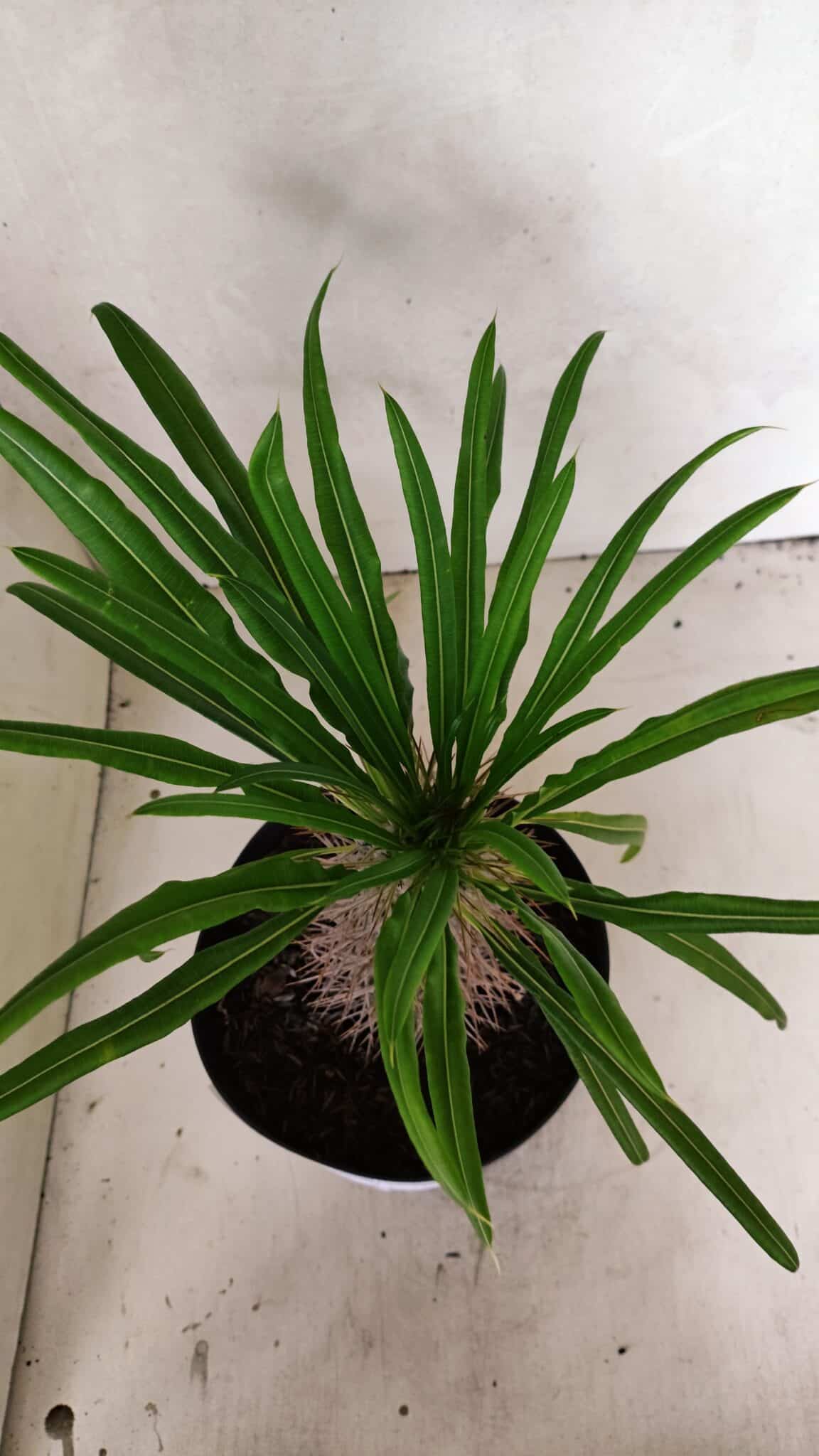Pachypodium Lamerei "Palmeira de Madagascar" - Nº 52 - foto 3