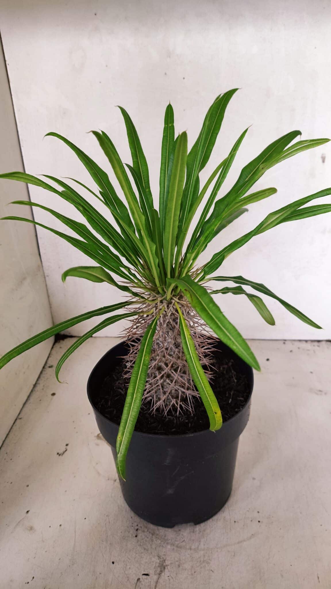 Pachypodium Lamerei "Palmeira de Madagascar" - Nº 52 - foto 5