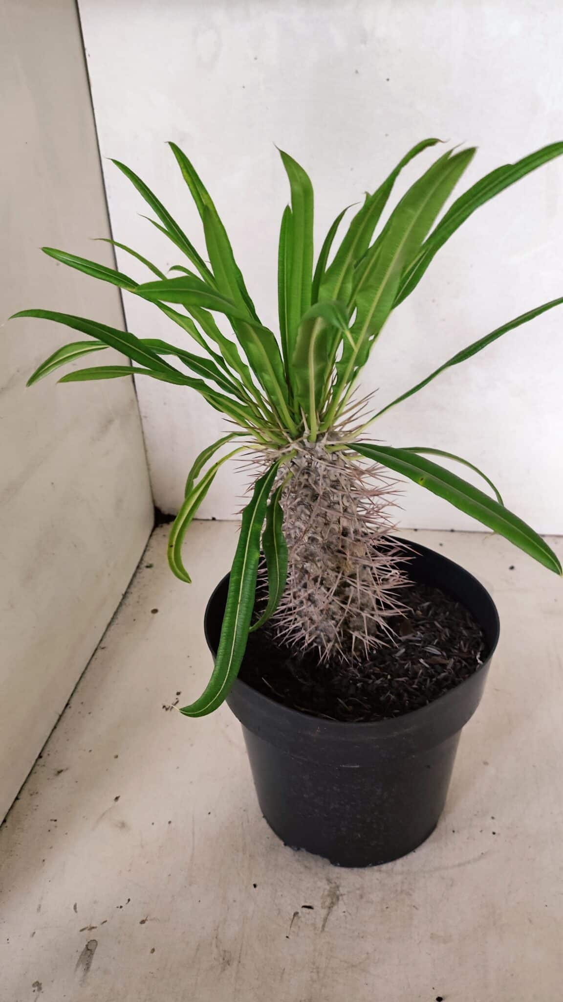 Pachypodium Lamerei "Palmeira de Madagascar" - Nº 52 - foto 4