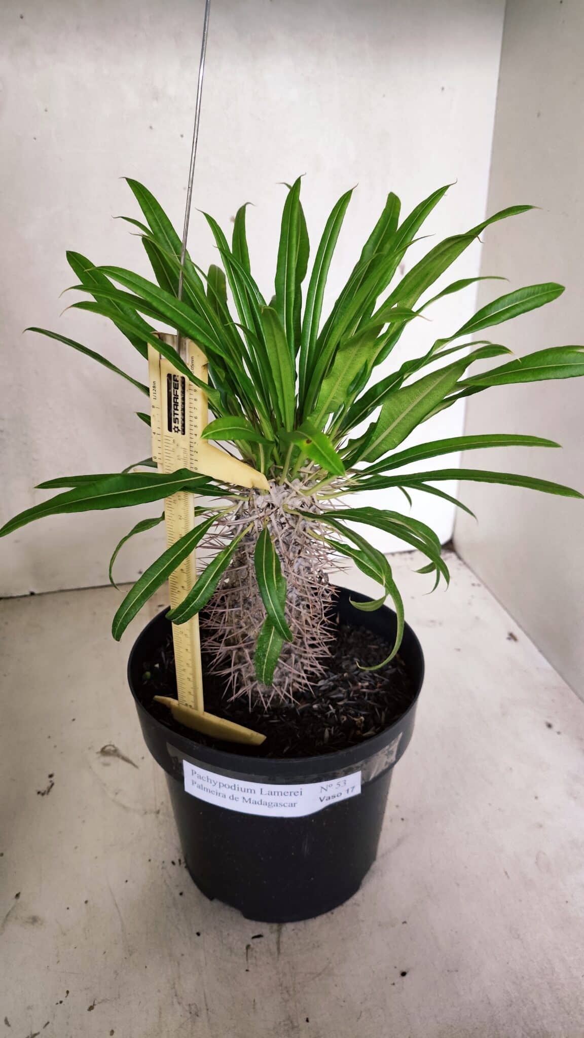 Pachypodium Lamerei "Palmeira de Madagascar" - Nº 53 - foto 2