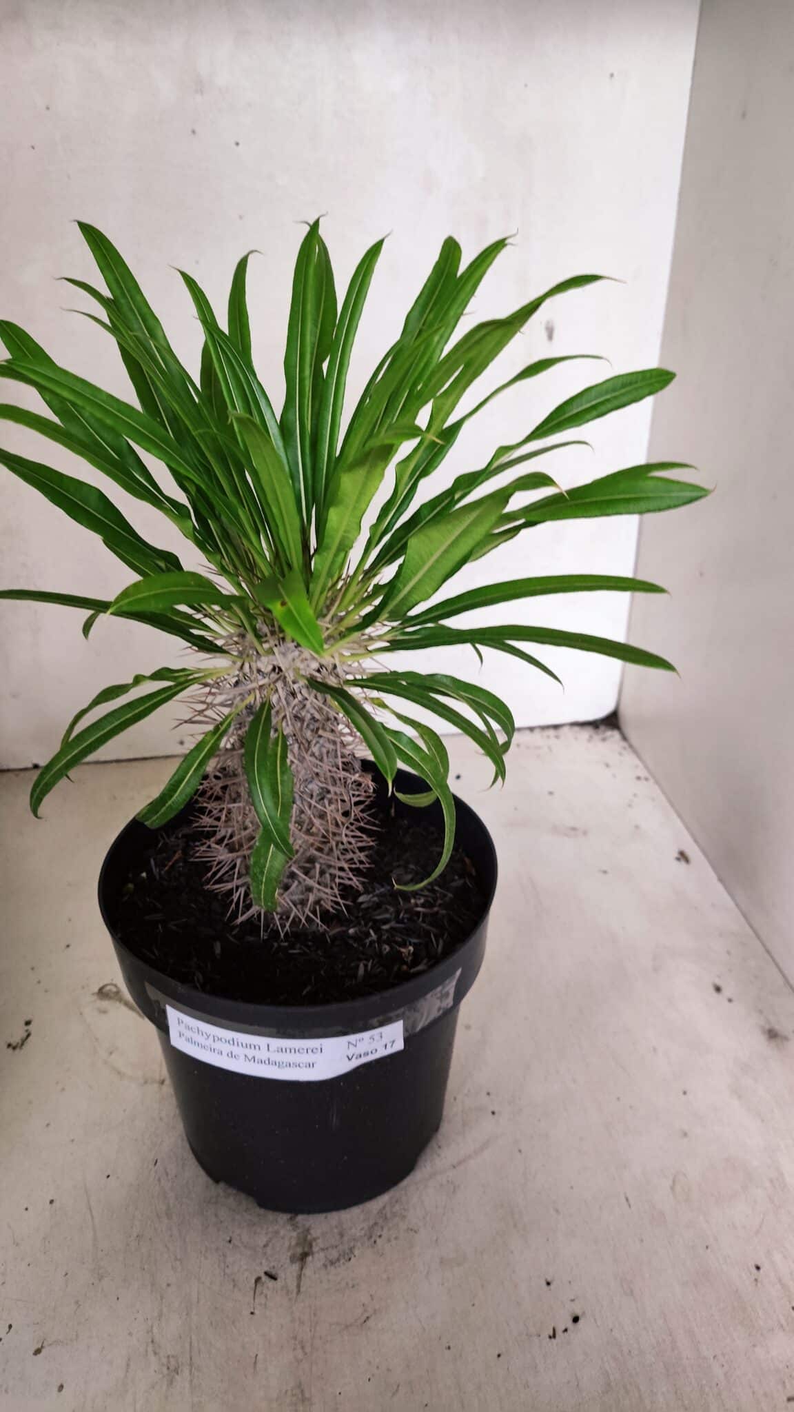 Pachypodium Lamerei "Palmeira de Madagascar" - Nº 53 - foto 7