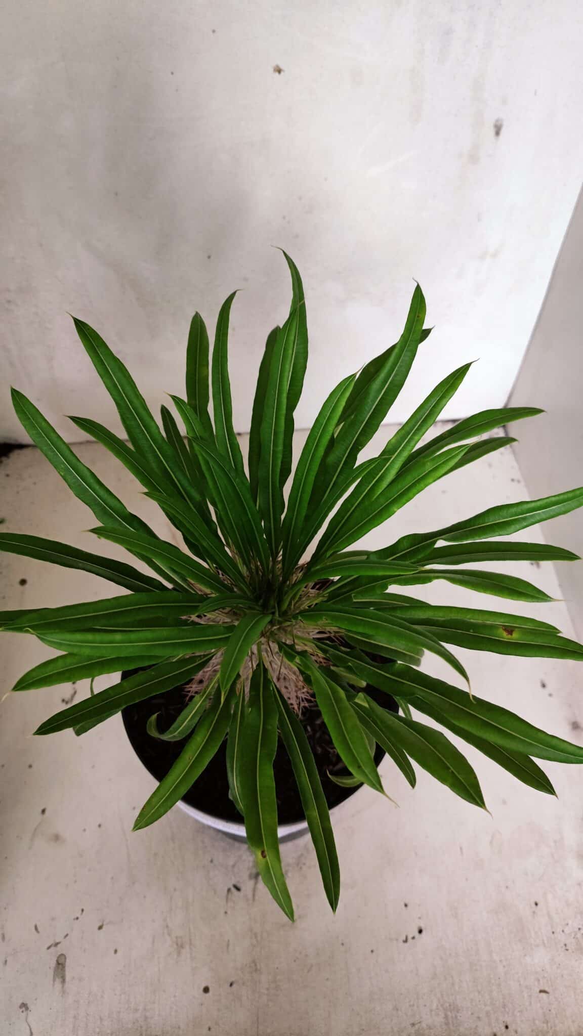 Pachypodium Lamerei "Palmeira de Madagascar" - Nº 53 - foto 6