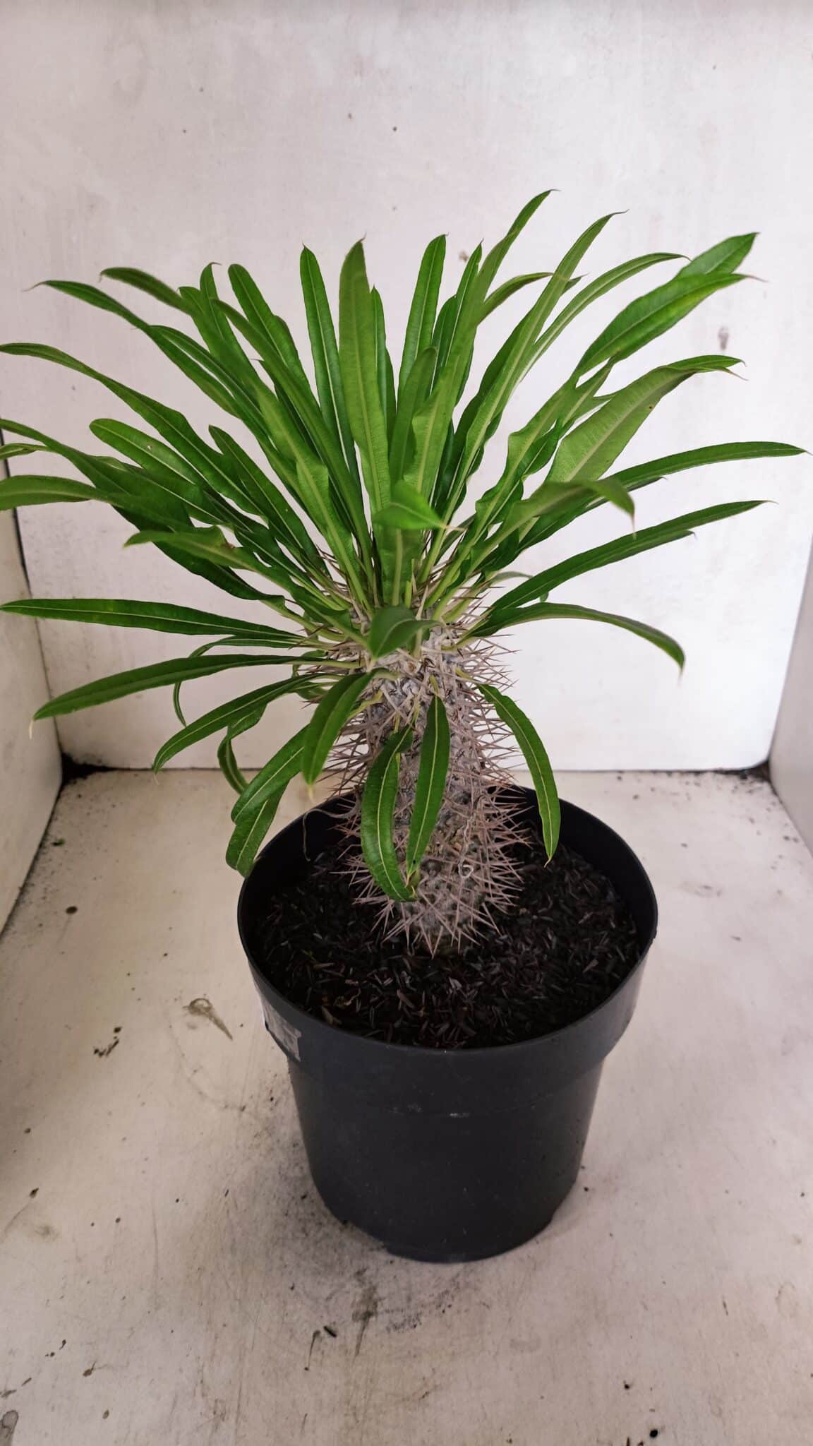 Pachypodium Lamerei "Palmeira de Madagascar" - Nº 53 - foto 5