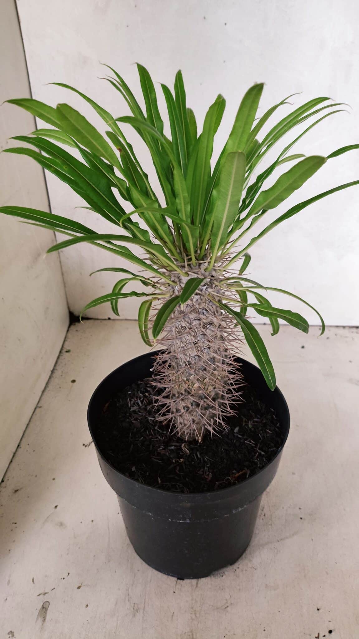 Pachypodium Lamerei "Palmeira de Madagascar" - Nº 53 - foto 4