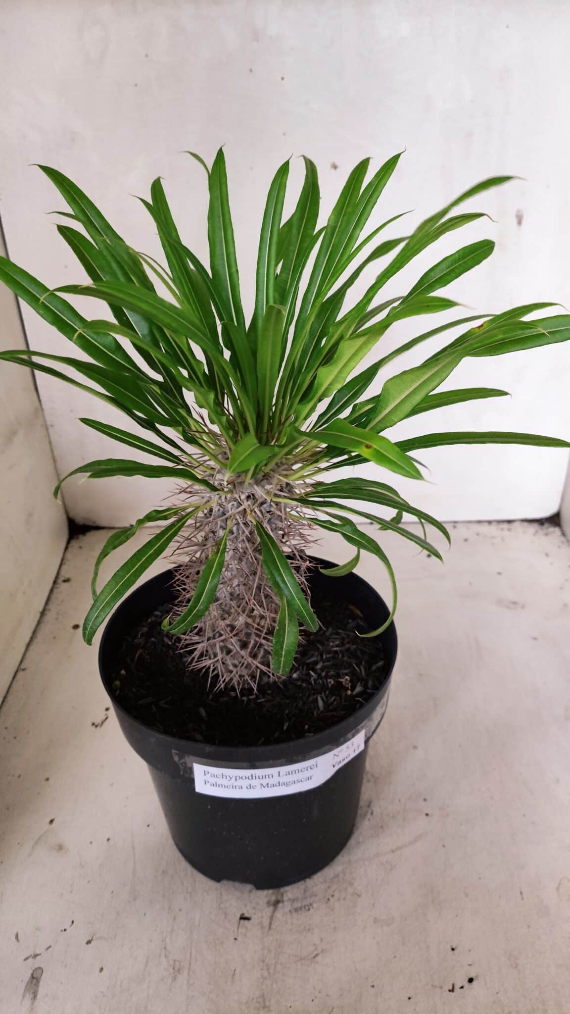Pachypodium Lamerei "Palmeira de Madagascar" - Nº 53 - foto 3