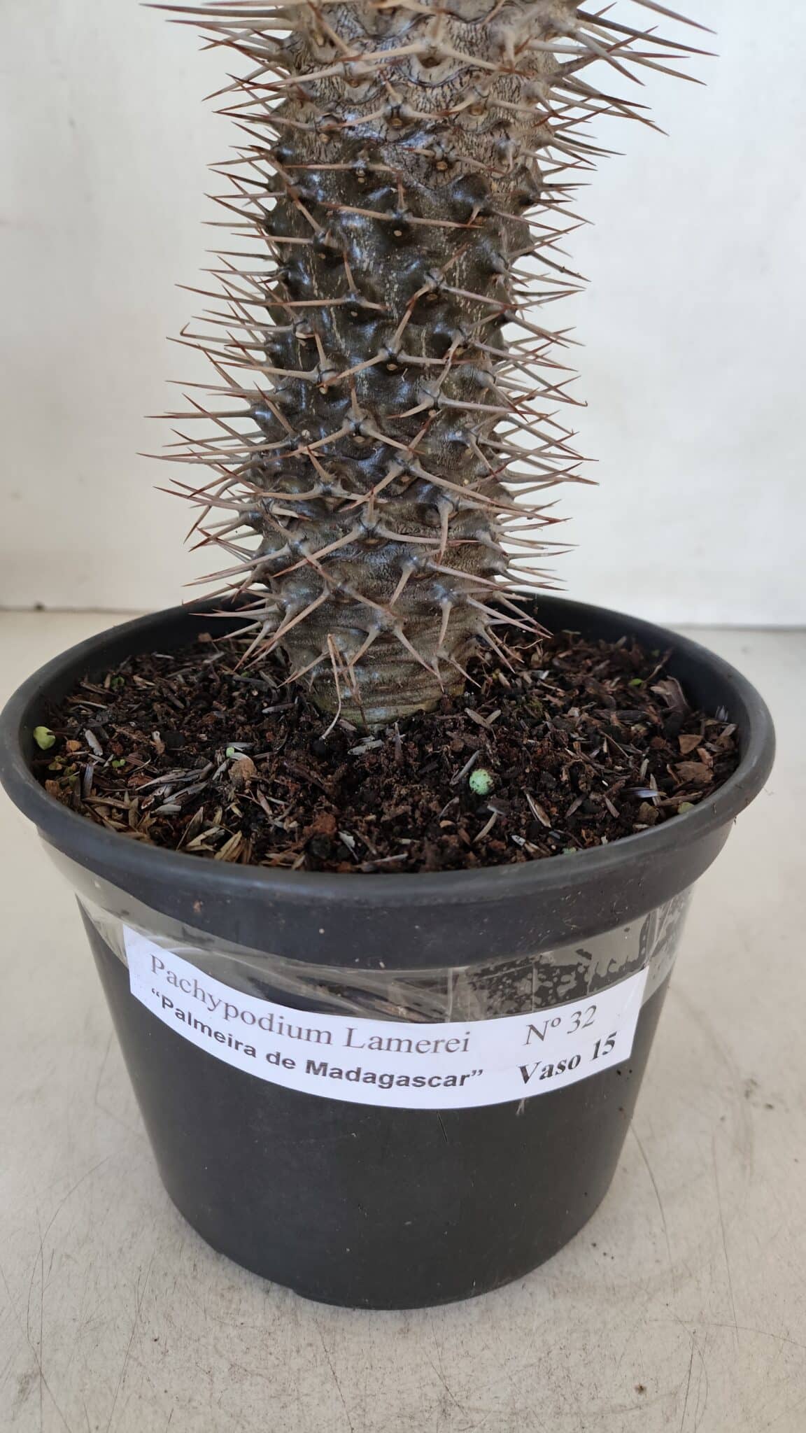 Pachypodium Lamerei "Palmeira de Madagascar" - Nº 32