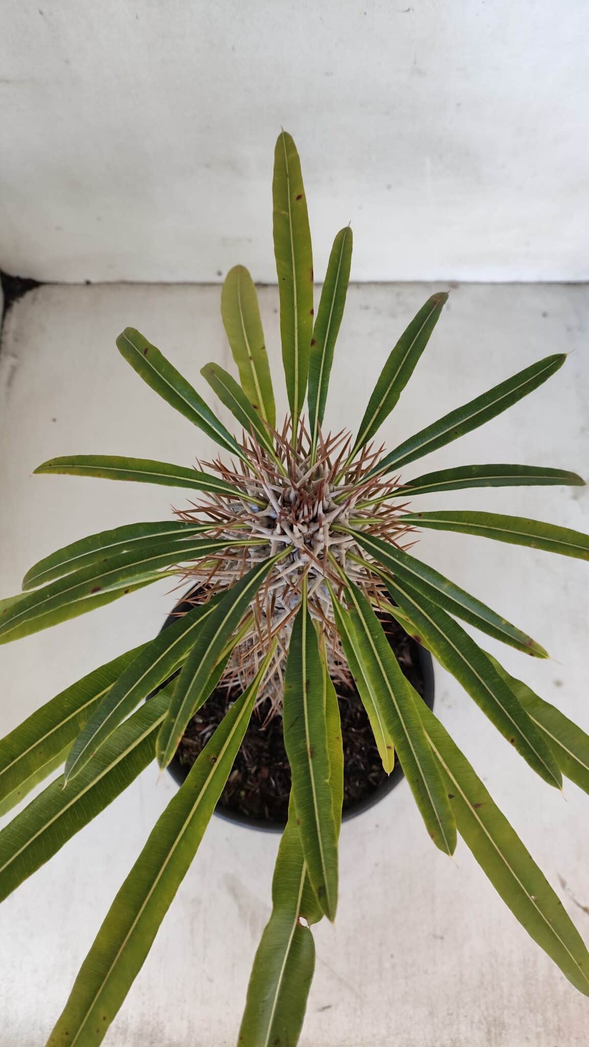 Pachypodium Lamerei "Palmeira de Madagascar" - Nº 32