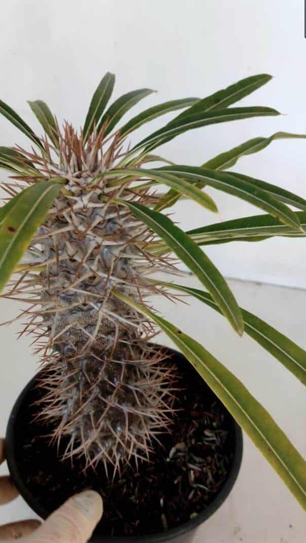 Pachypodium Lamerei "Palmeira de Madagascar" - Nº 32