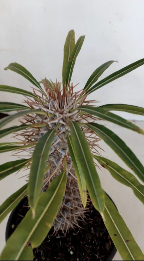 Pachypodium Lamerei "Palmeira de Madagascar" - Nº 32