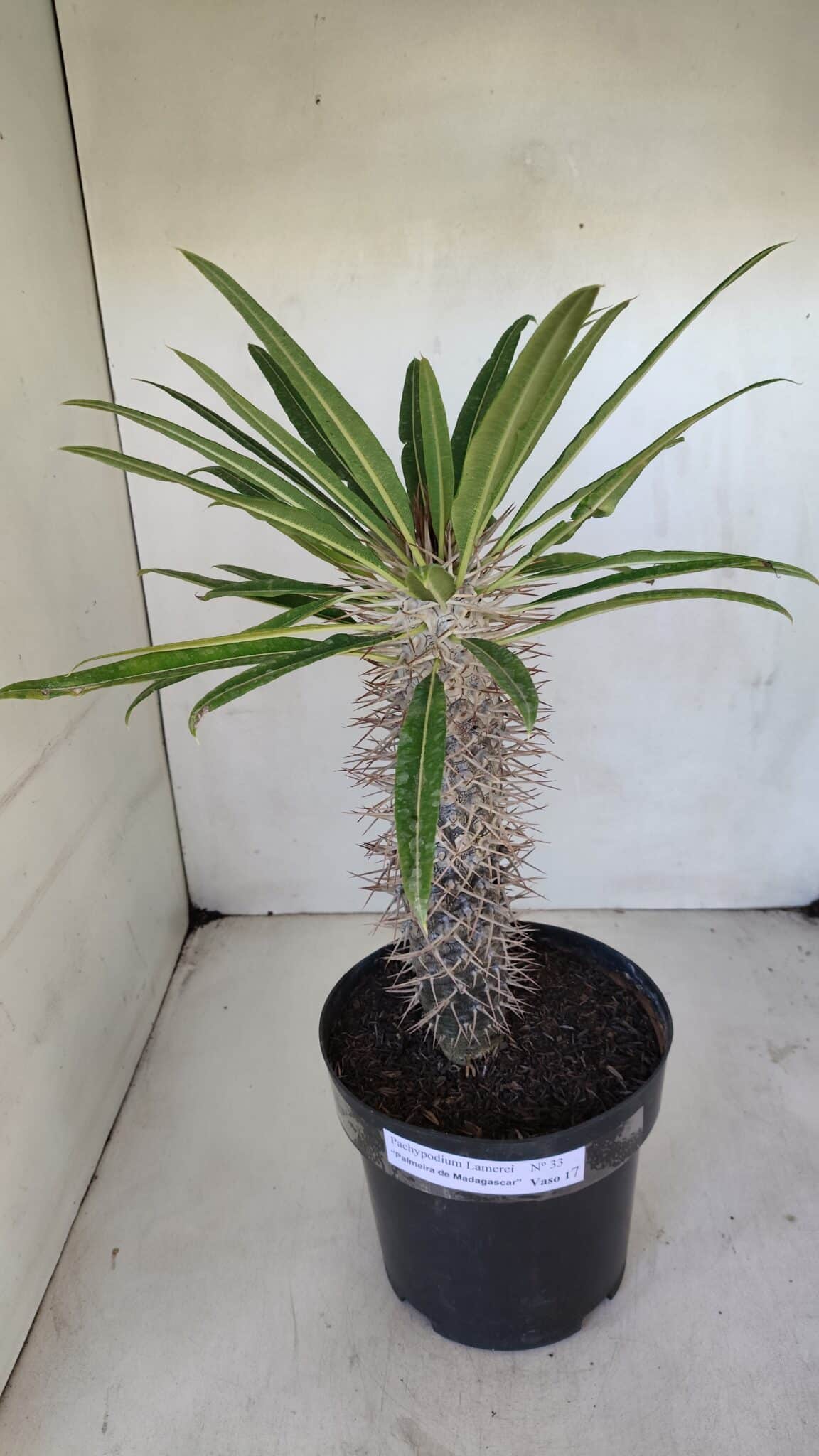 Pachypodium Lamerei "Palmeira de Madagascar" - Nº 33