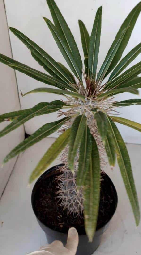 Pachypodium Lamerei "Palmeira de Madagascar" - Nº 33