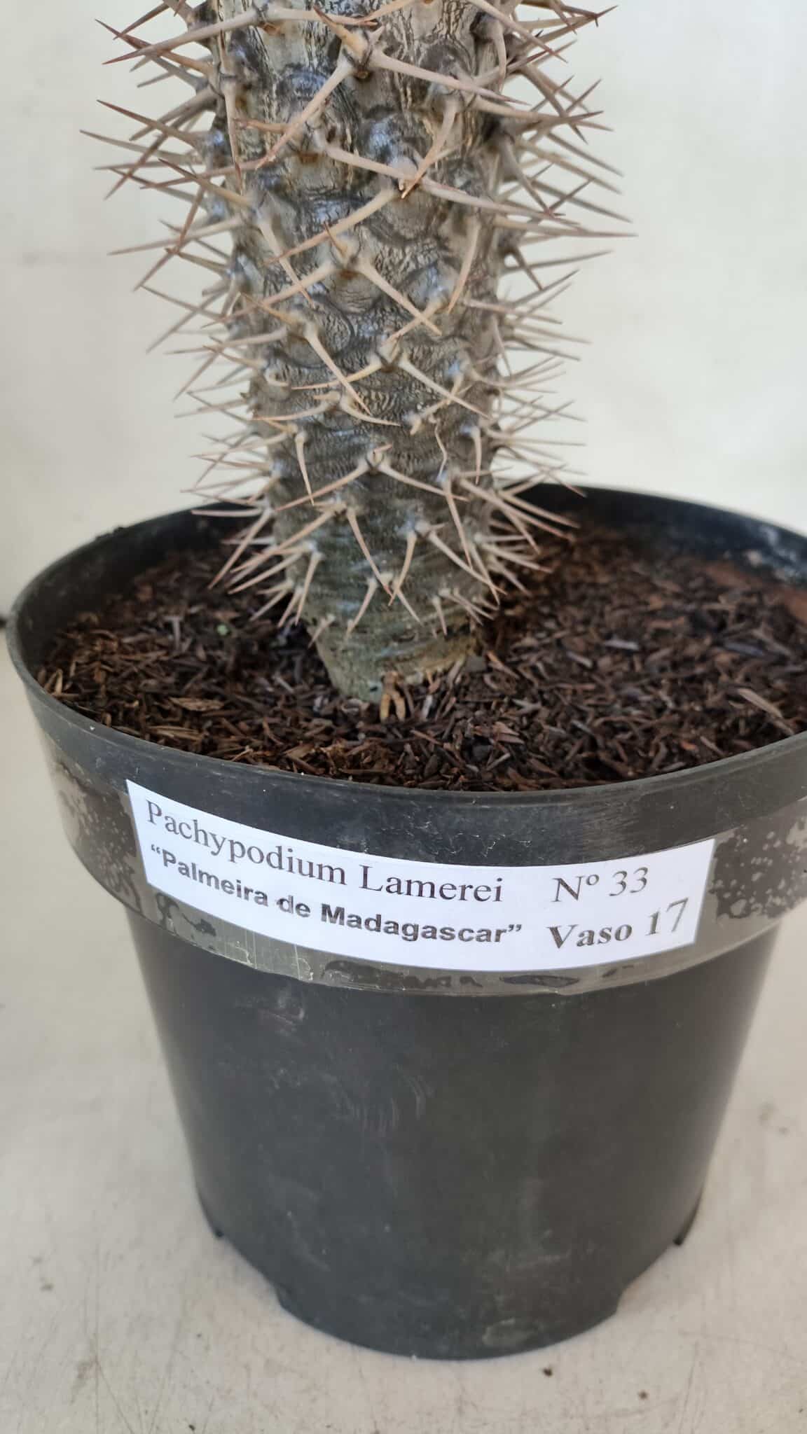 Pachypodium Lamerei "Palmeira de Madagascar" - Nº 33