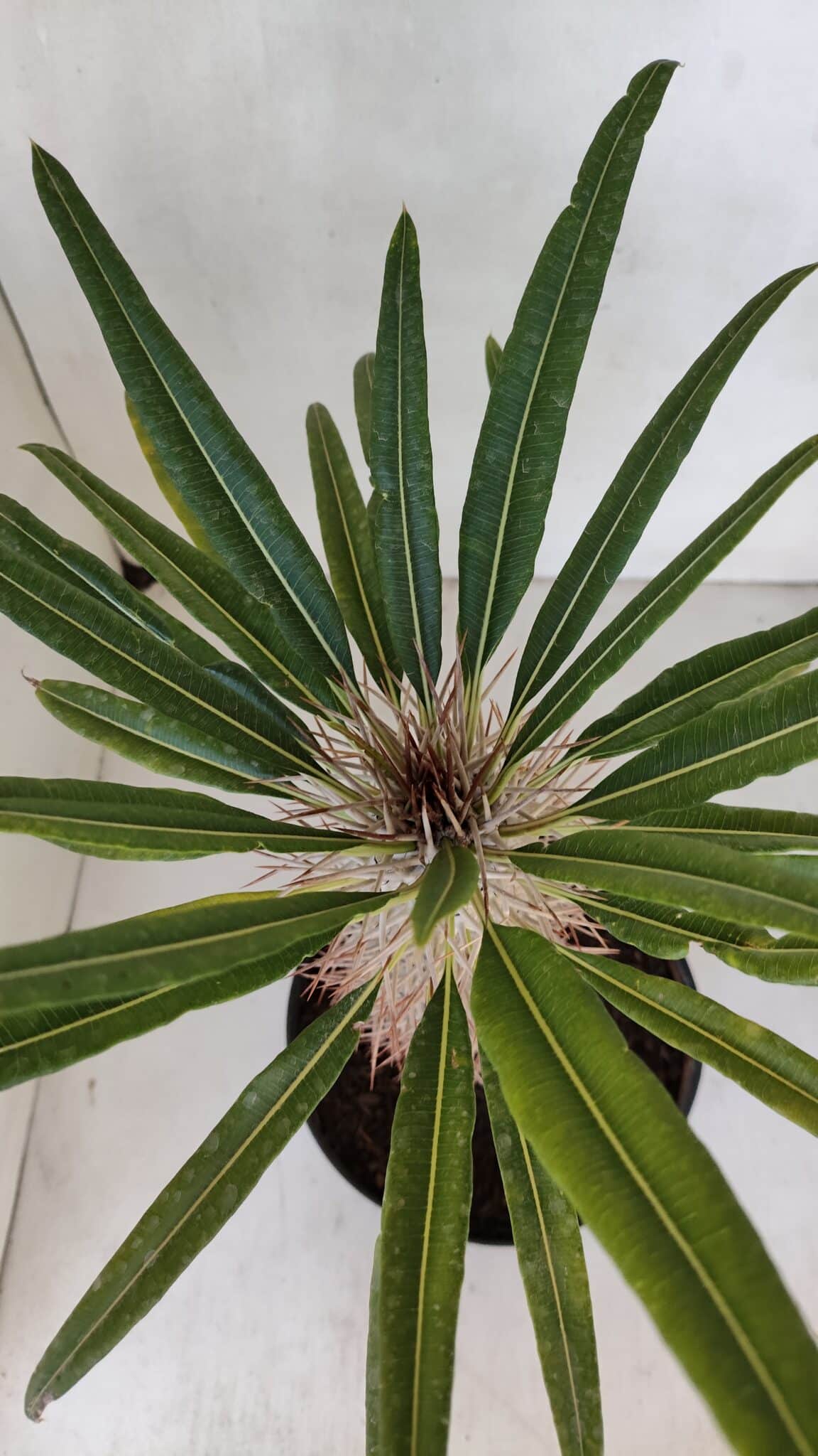 Pachypodium Lamerei "Palmeira de Madagascar" - Nº 33