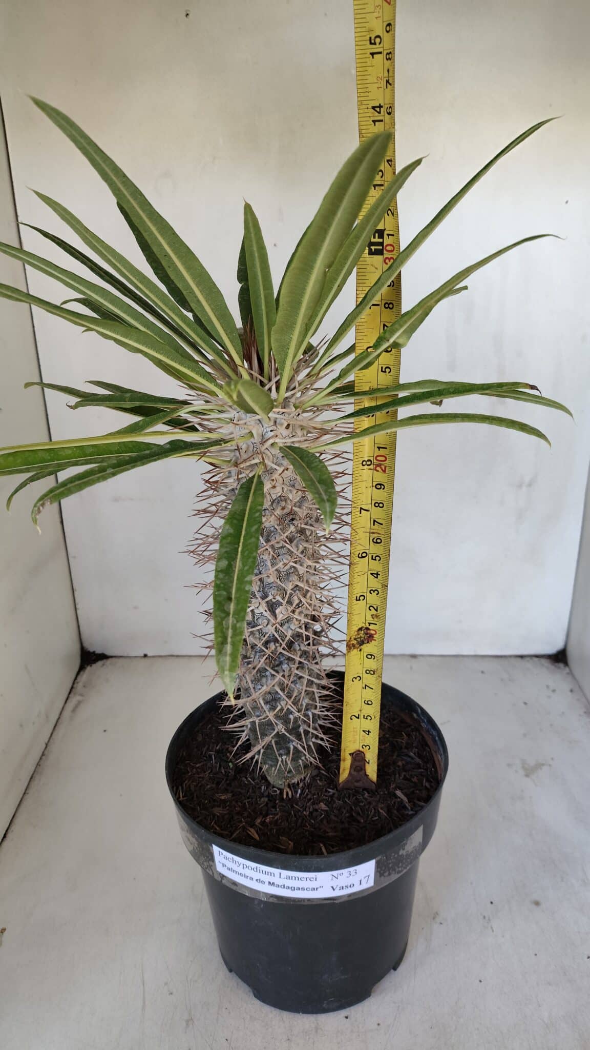Pachypodium Lamerei "Palmeira de Madagascar" - Nº 33