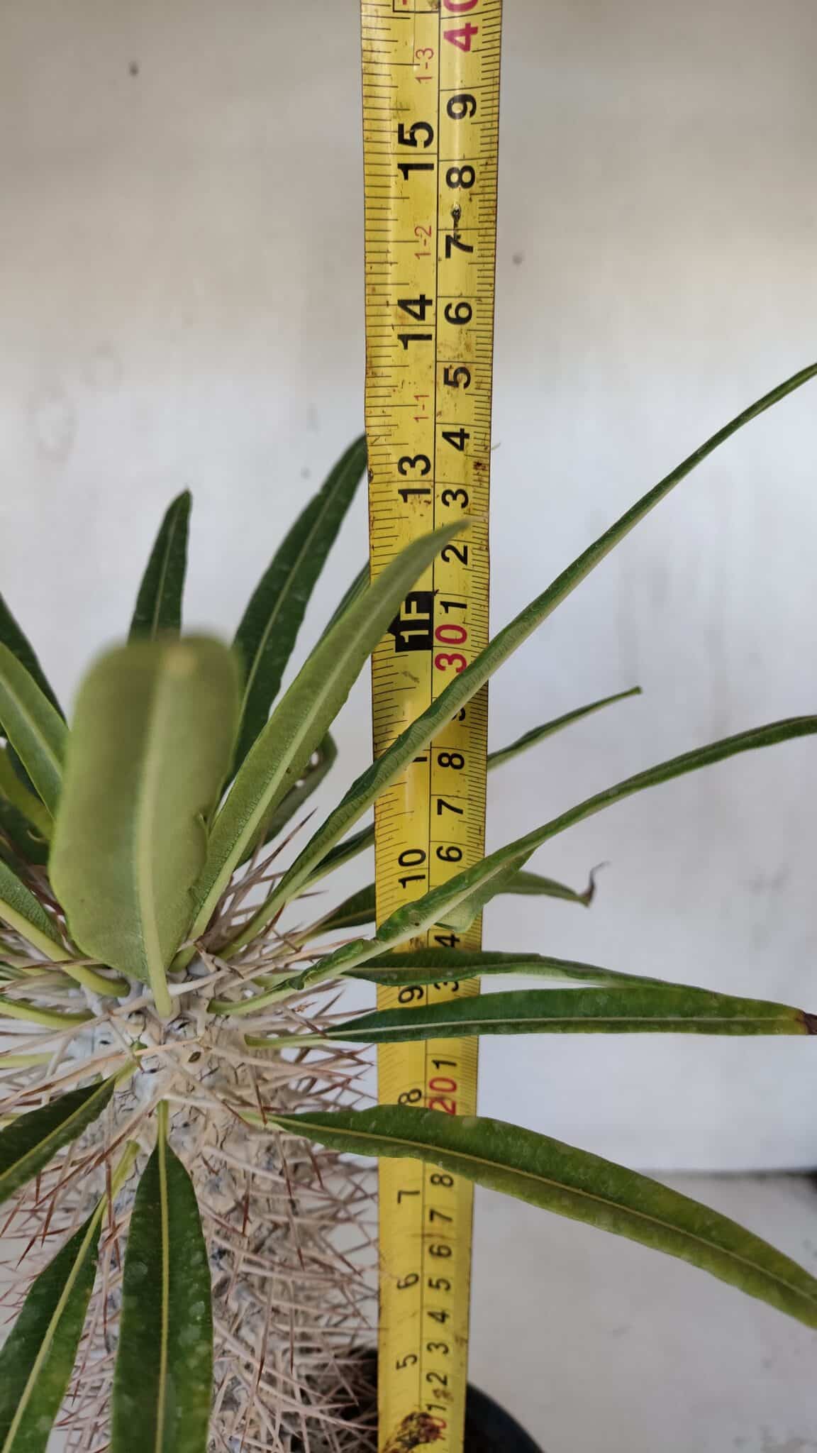 Pachypodium Lamerei "Palmeira de Madagascar" - Nº 33