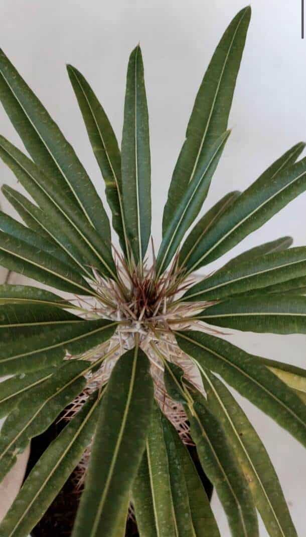 Pachypodium Lamerei "Palmeira de Madagascar" - Nº 33
