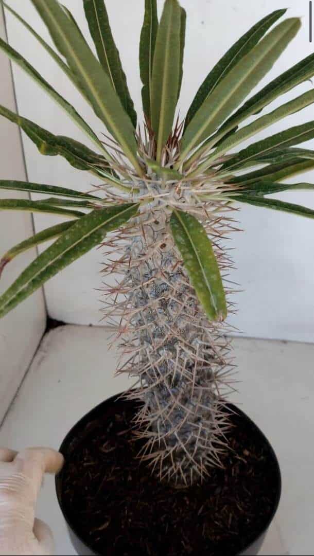 Pachypodium Lamerei "Palmeira de Madagascar" - Nº 33