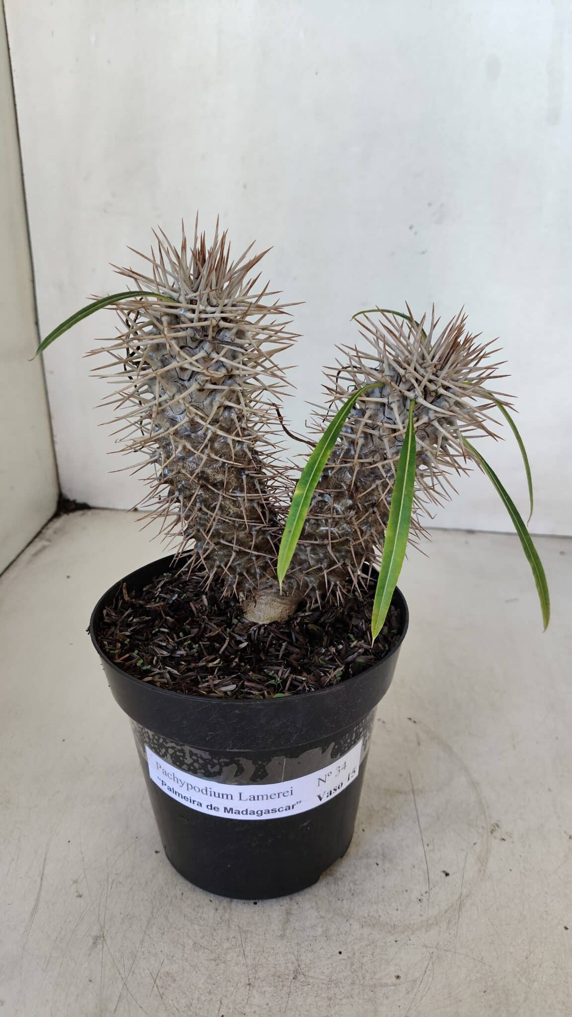 Pachypodium Lamerei "Palmeira de Madagascar" - Nº 34