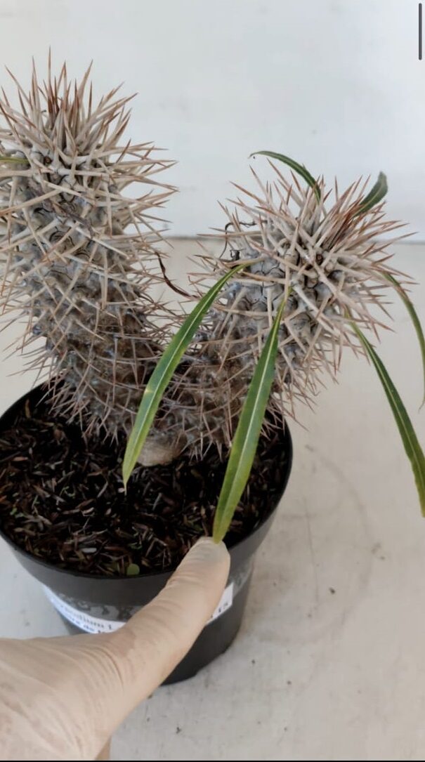 Pachypodium Lamerei "Palmeira de Madagascar" - Nº 34