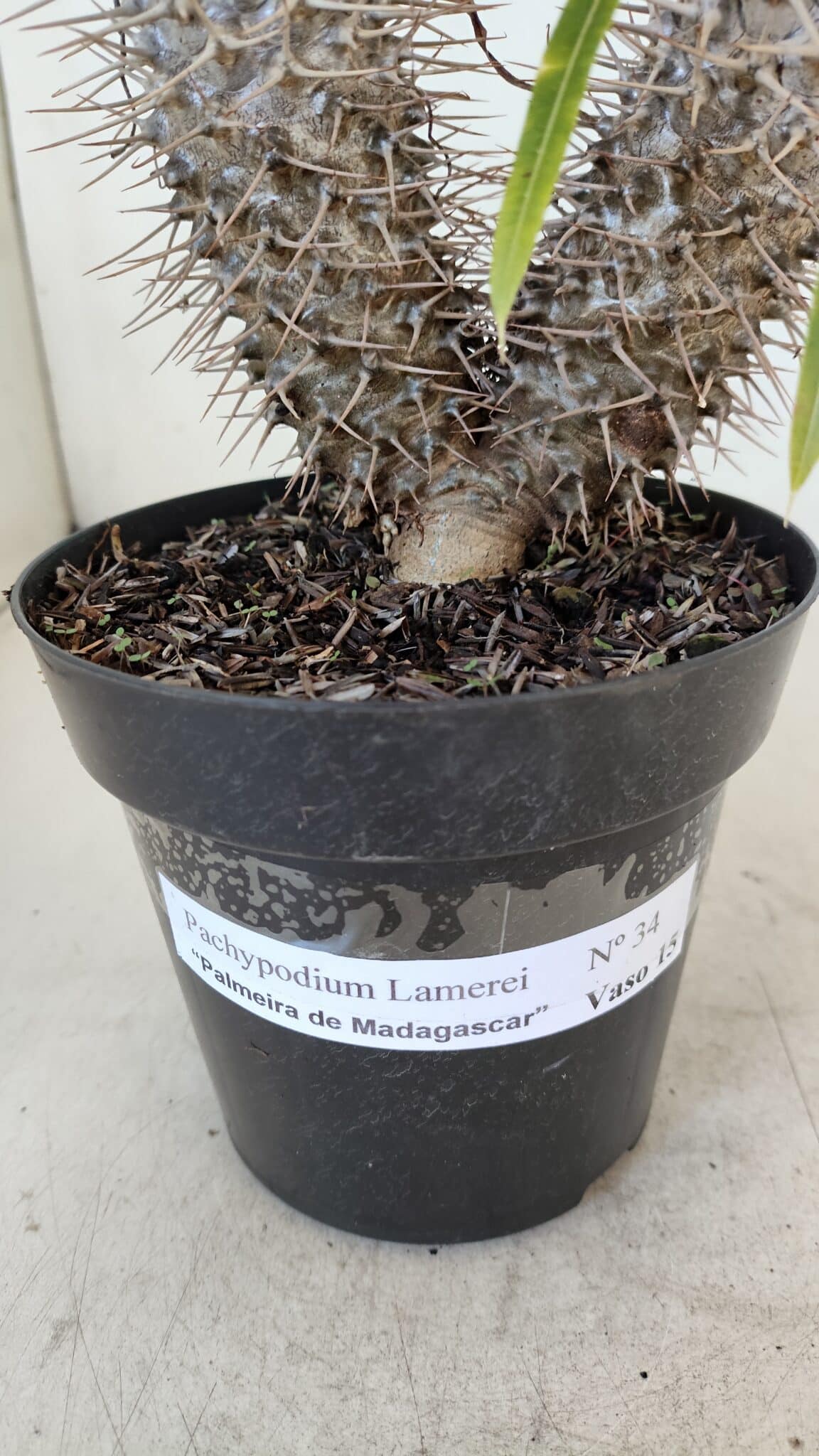 Pachypodium Lamerei "Palmeira de Madagascar" - Nº 34