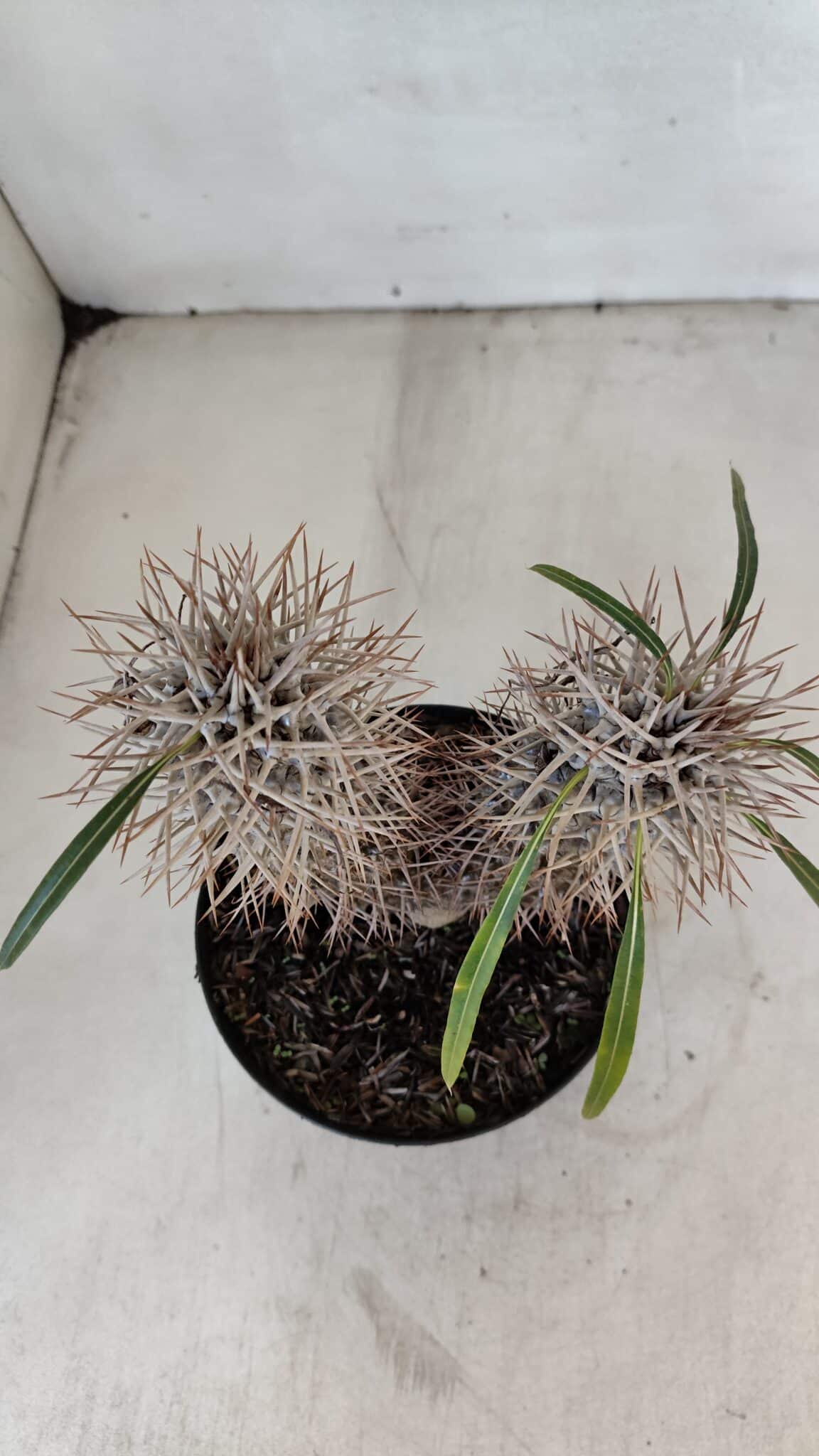 Pachypodium Lamerei "Palmeira de Madagascar" - Nº 34