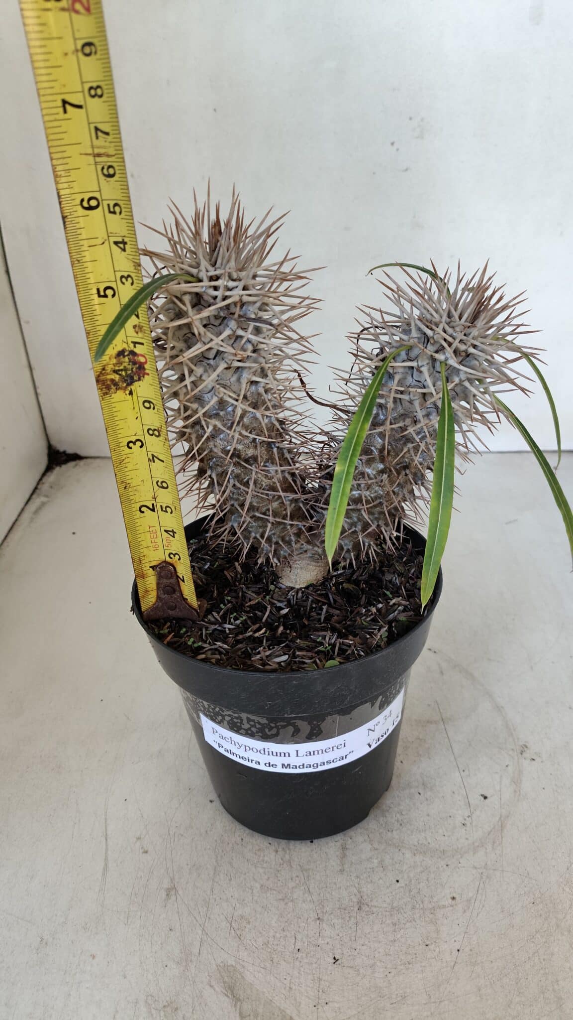 Pachypodium Lamerei "Palmeira de Madagascar" - Nº 34
