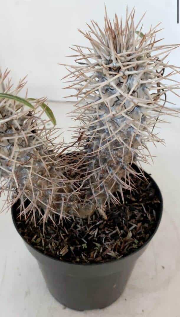 Pachypodium Lamerei "Palmeira de Madagascar" - Nº 34
