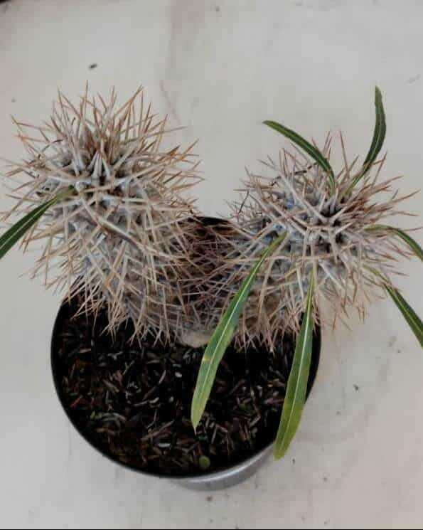 Pachypodium Lamerei "Palmeira de Madagascar" - Nº 34