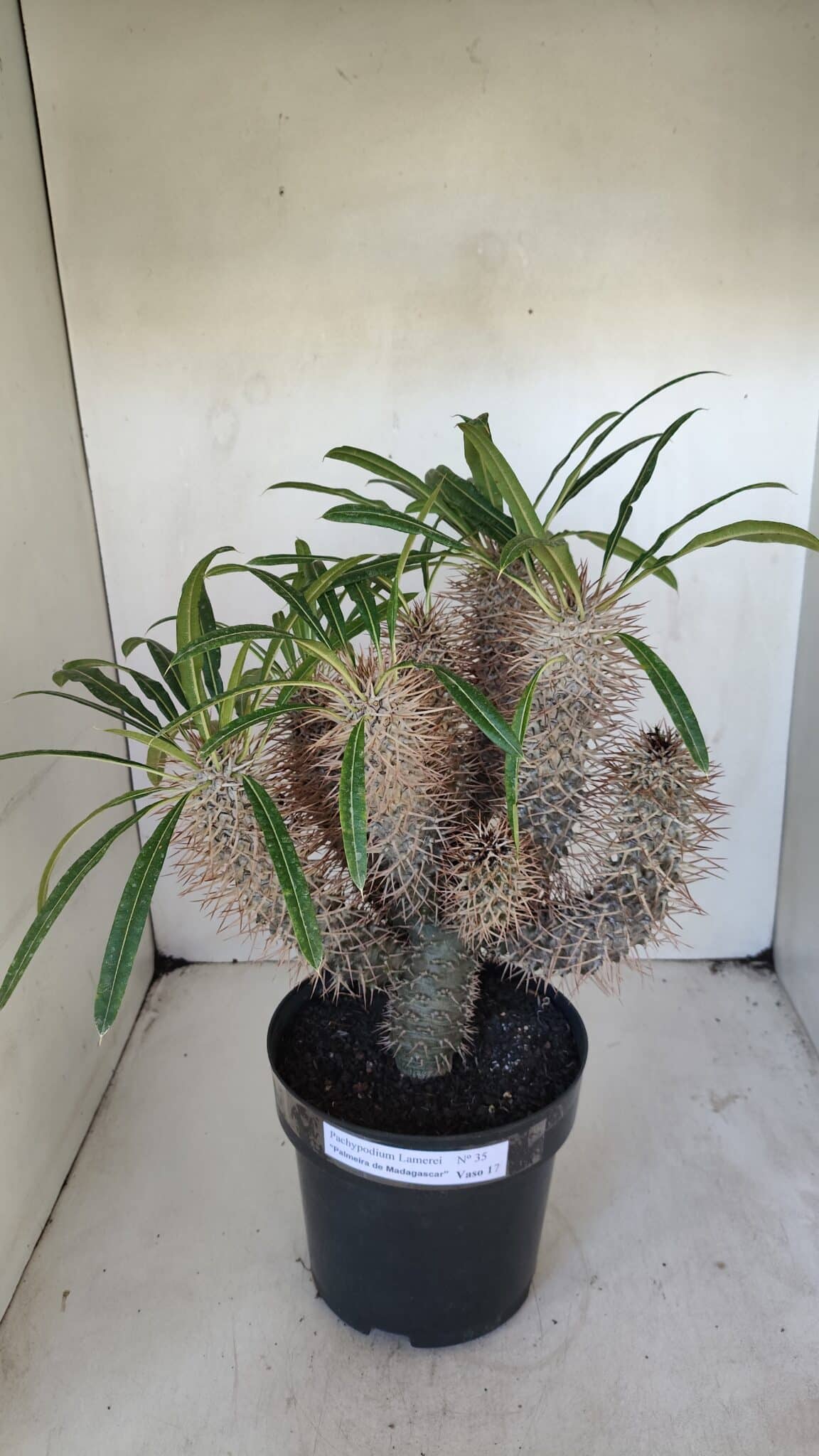 Pachypodium Lamerei "Palmeira de Madagascar" - Nº 35