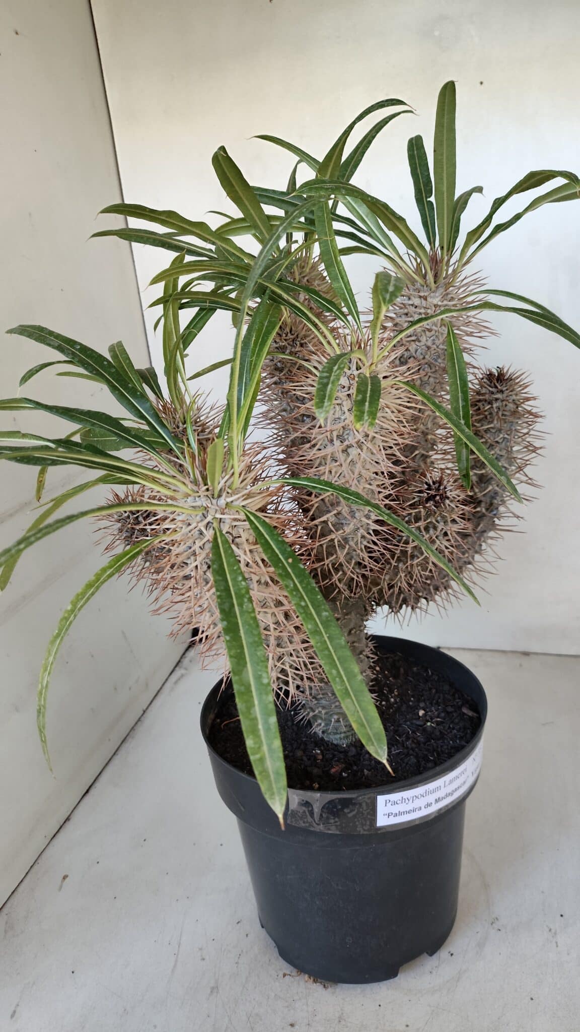 Pachypodium Lamerei "Palmeira de Madagascar" - Nº 35