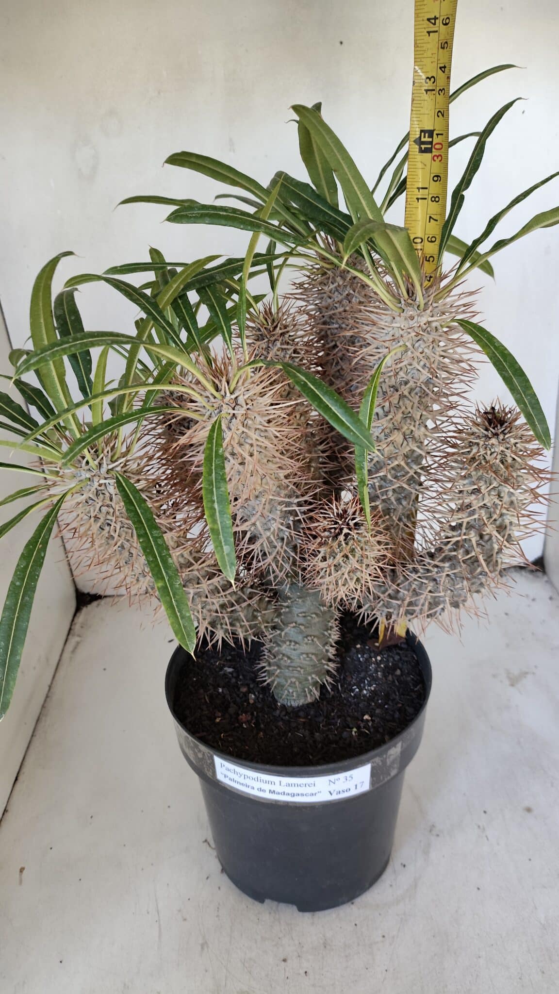 Pachypodium Lamerei "Palmeira de Madagascar" - Nº 35