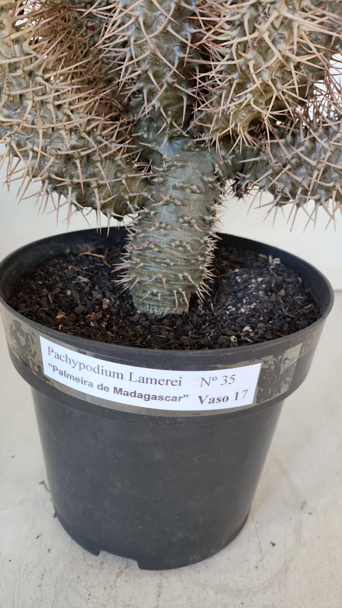 Pachypodium Lamerei "Palmeira de Madagascar" - Nº 35