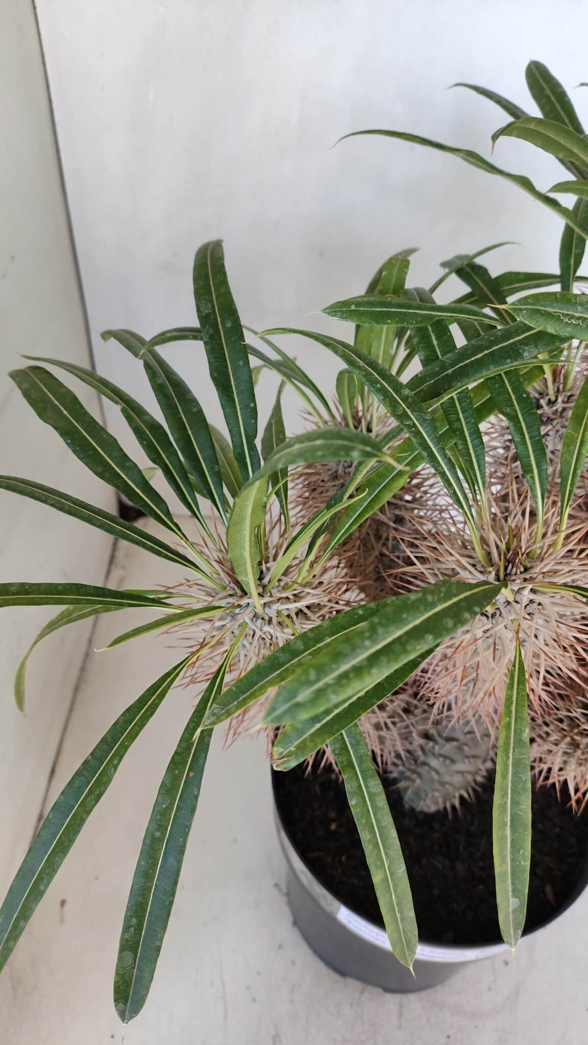 Pachypodium Lamerei "Palmeira de Madagascar" - Nº 35
