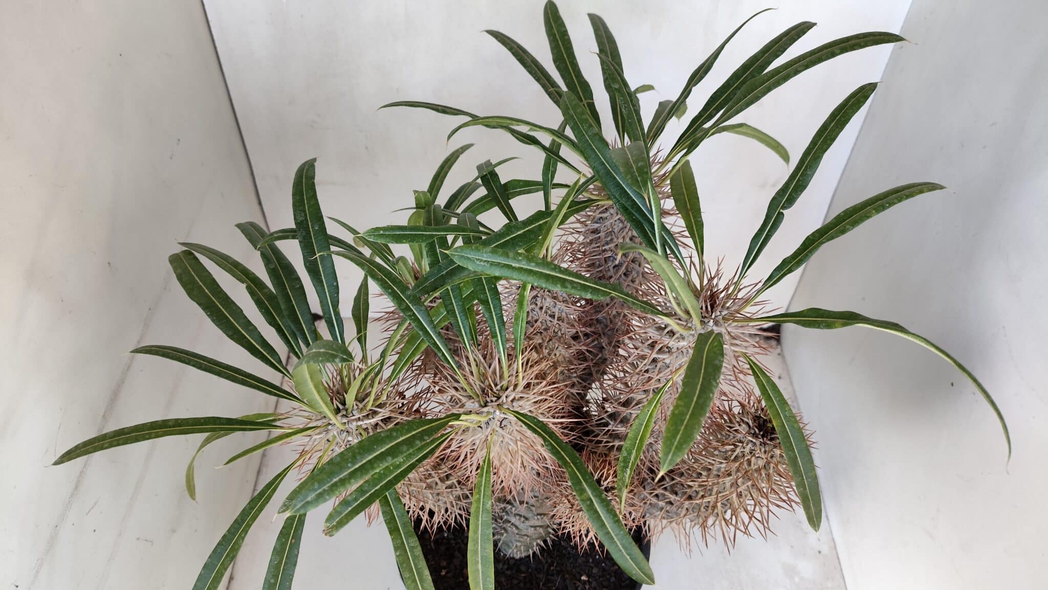 Pachypodium Lamerei "Palmeira de Madagascar" - Nº 35
