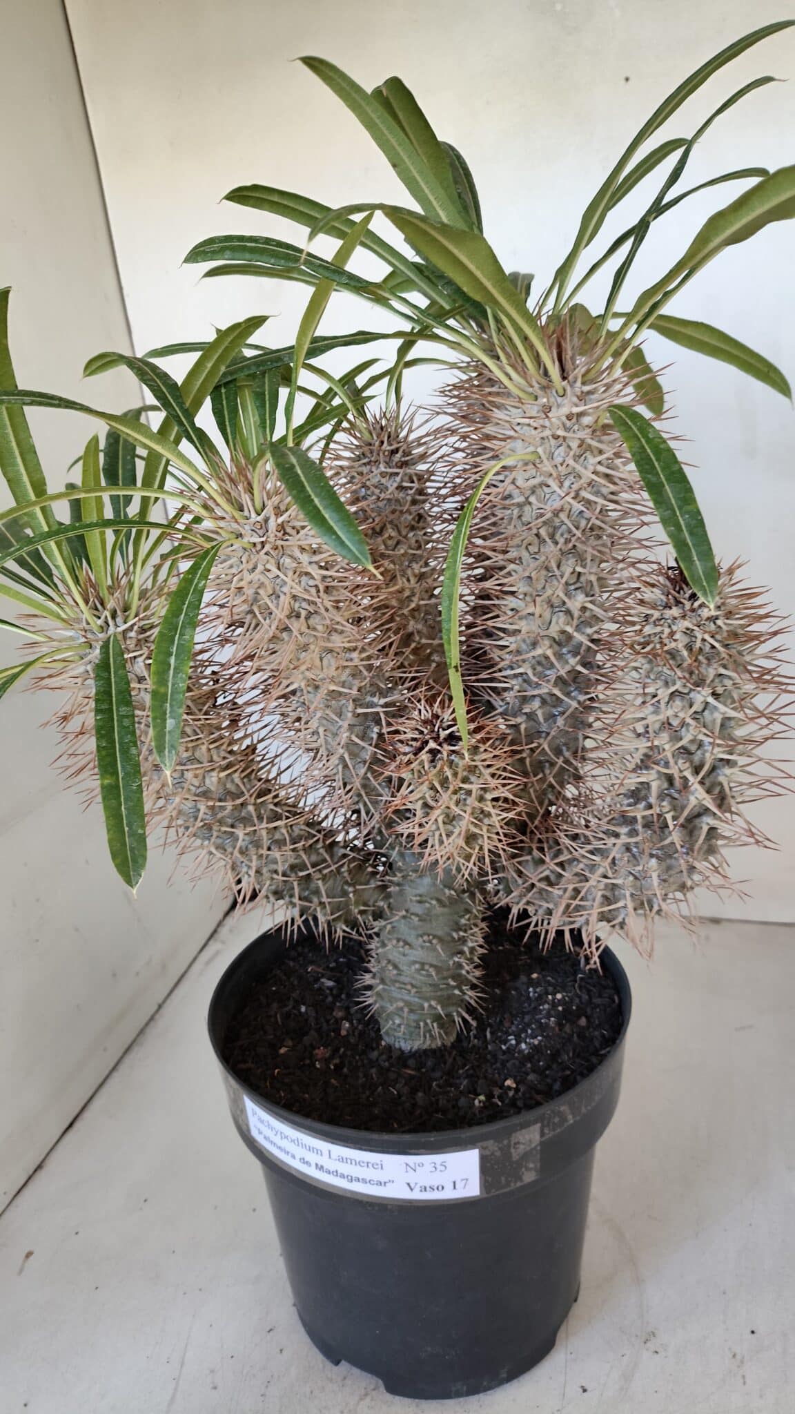 Pachypodium Lamerei "Palmeira de Madagascar" - Nº 35