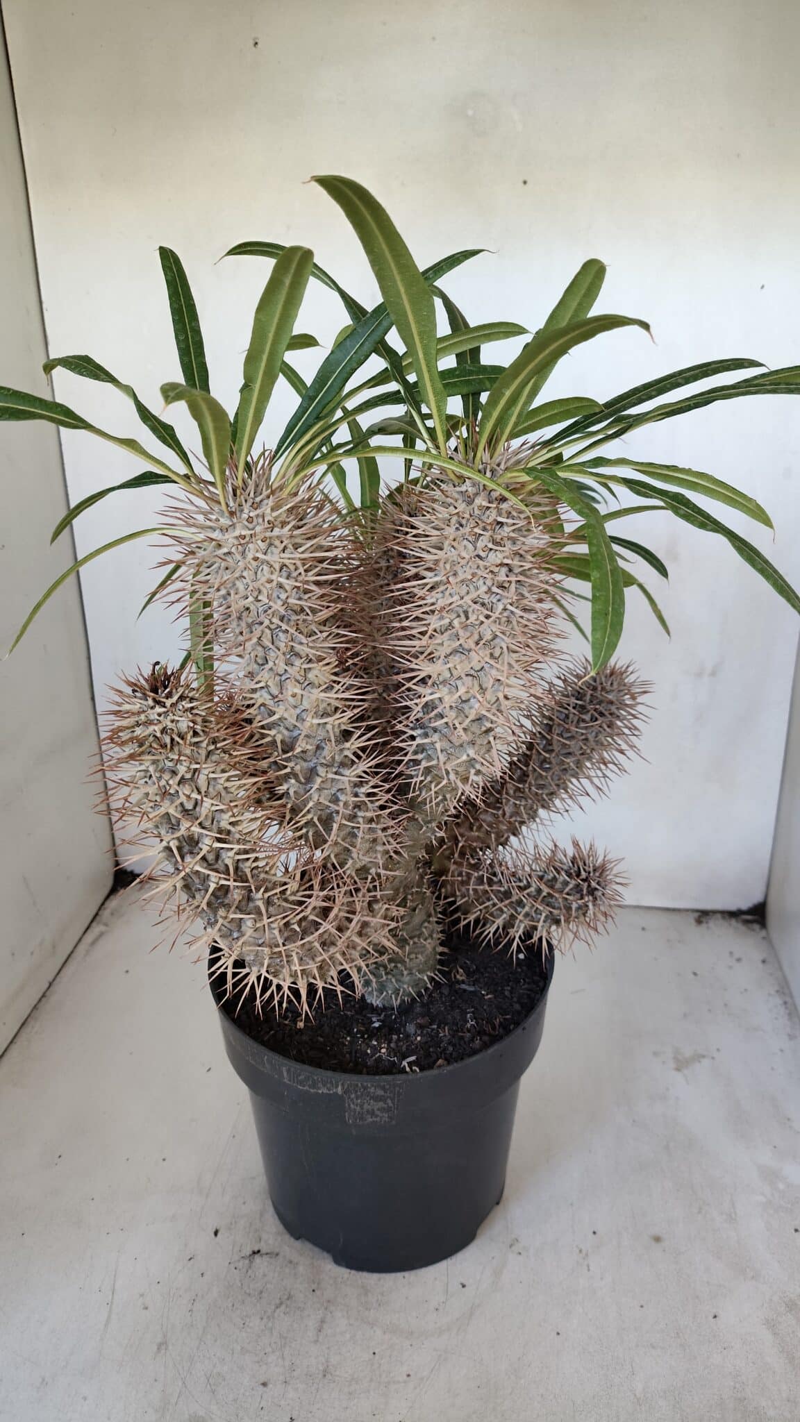 Pachypodium Lamerei "Palmeira de Madagascar" - Nº 35