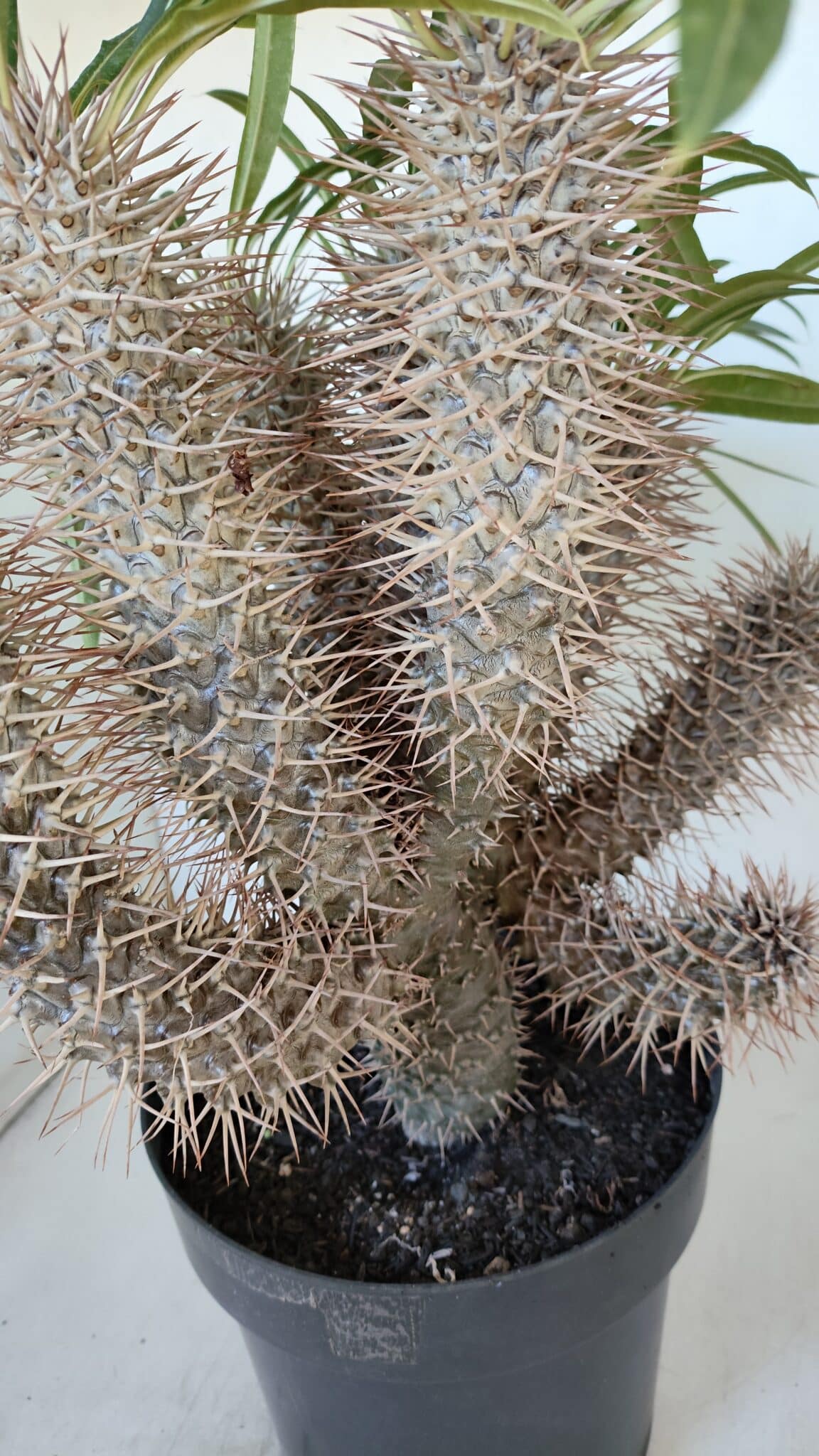 Pachypodium Lamerei "Palmeira de Madagascar" - Nº 35