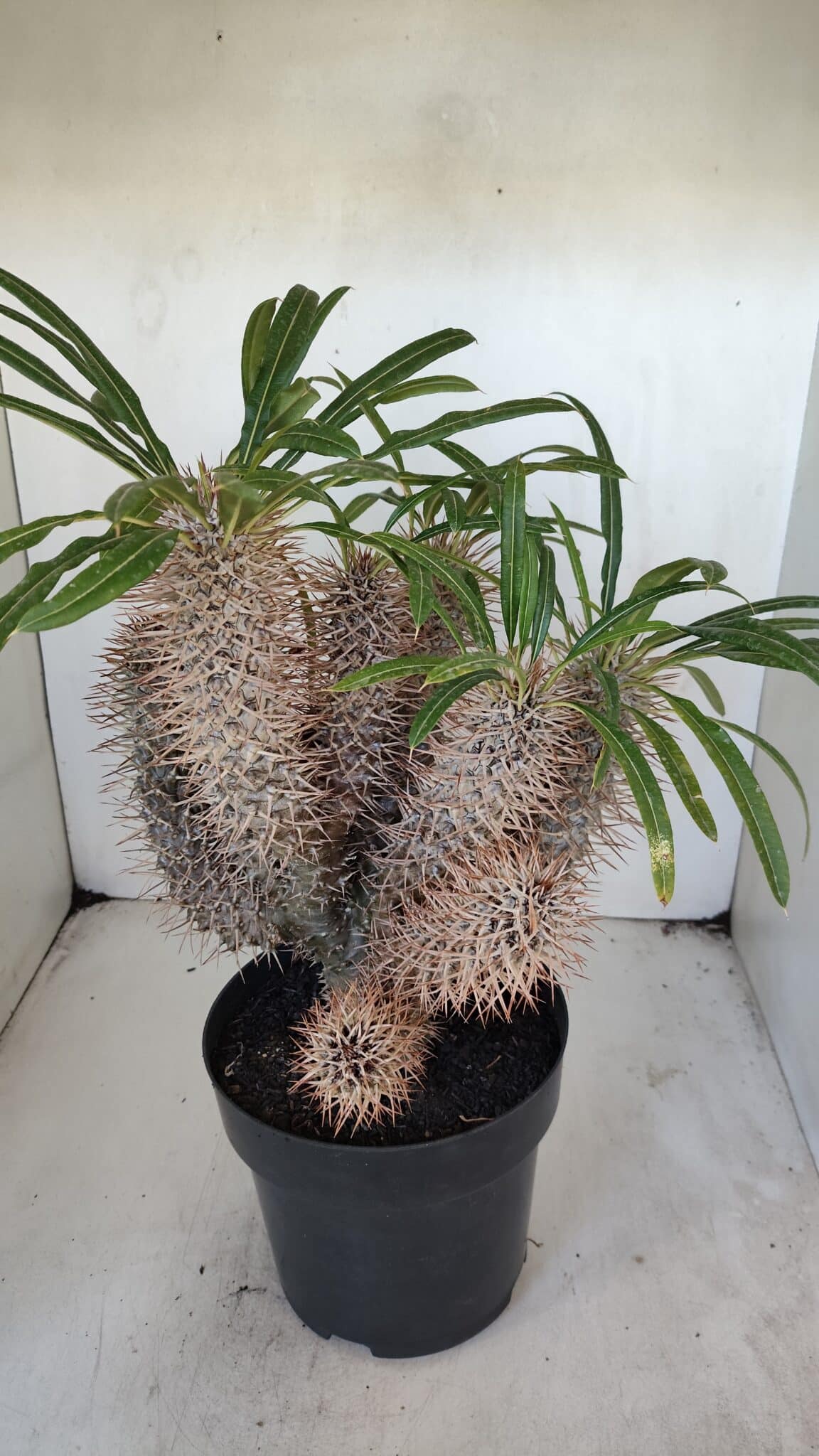 Pachypodium Lamerei "Palmeira de Madagascar" - Nº 35