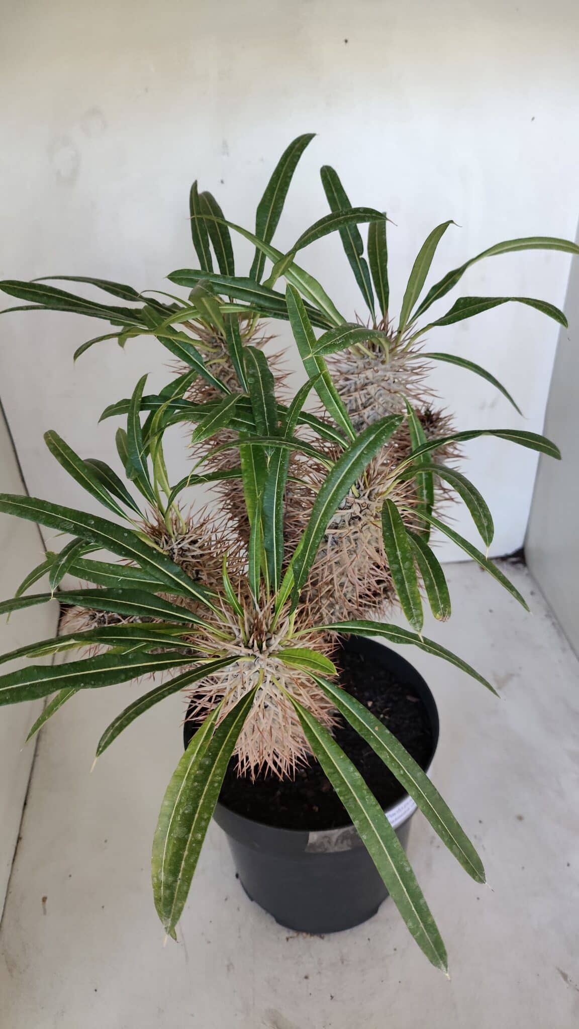 Pachypodium Lamerei "Palmeira de Madagascar" - Nº 35