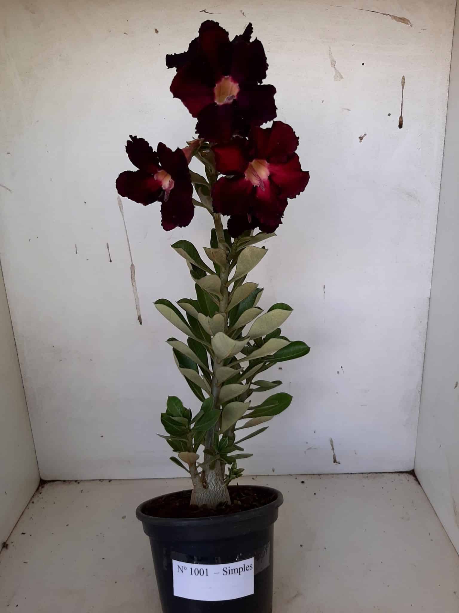 Planta Simples 1001 – 35cm – 02 anos