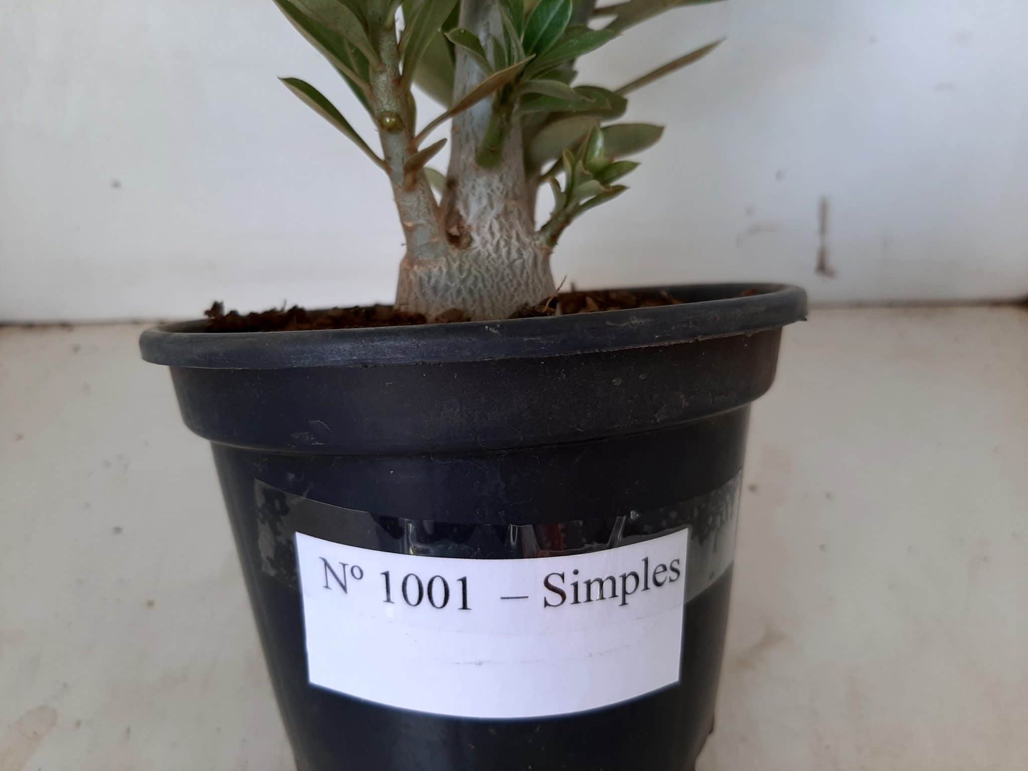 Planta Simples 1001 – 35cm – 02 anos