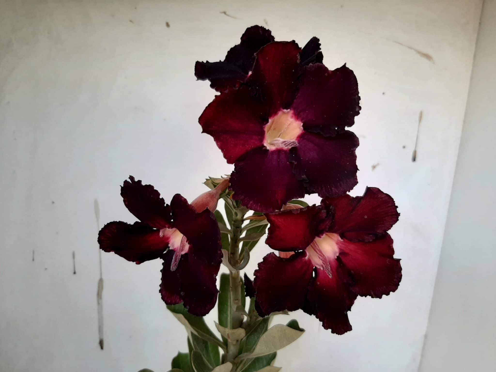 Planta Simples 1001 – 35cm – 02 anos
