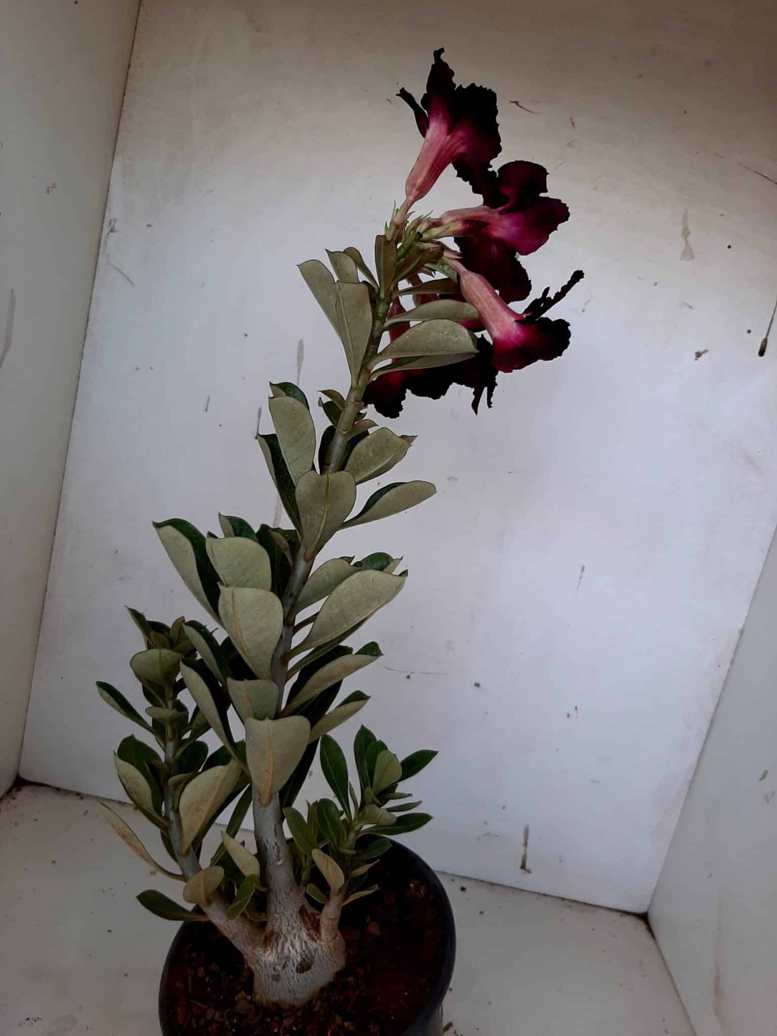 Planta Simples 1001 – 35cm – 02 anos