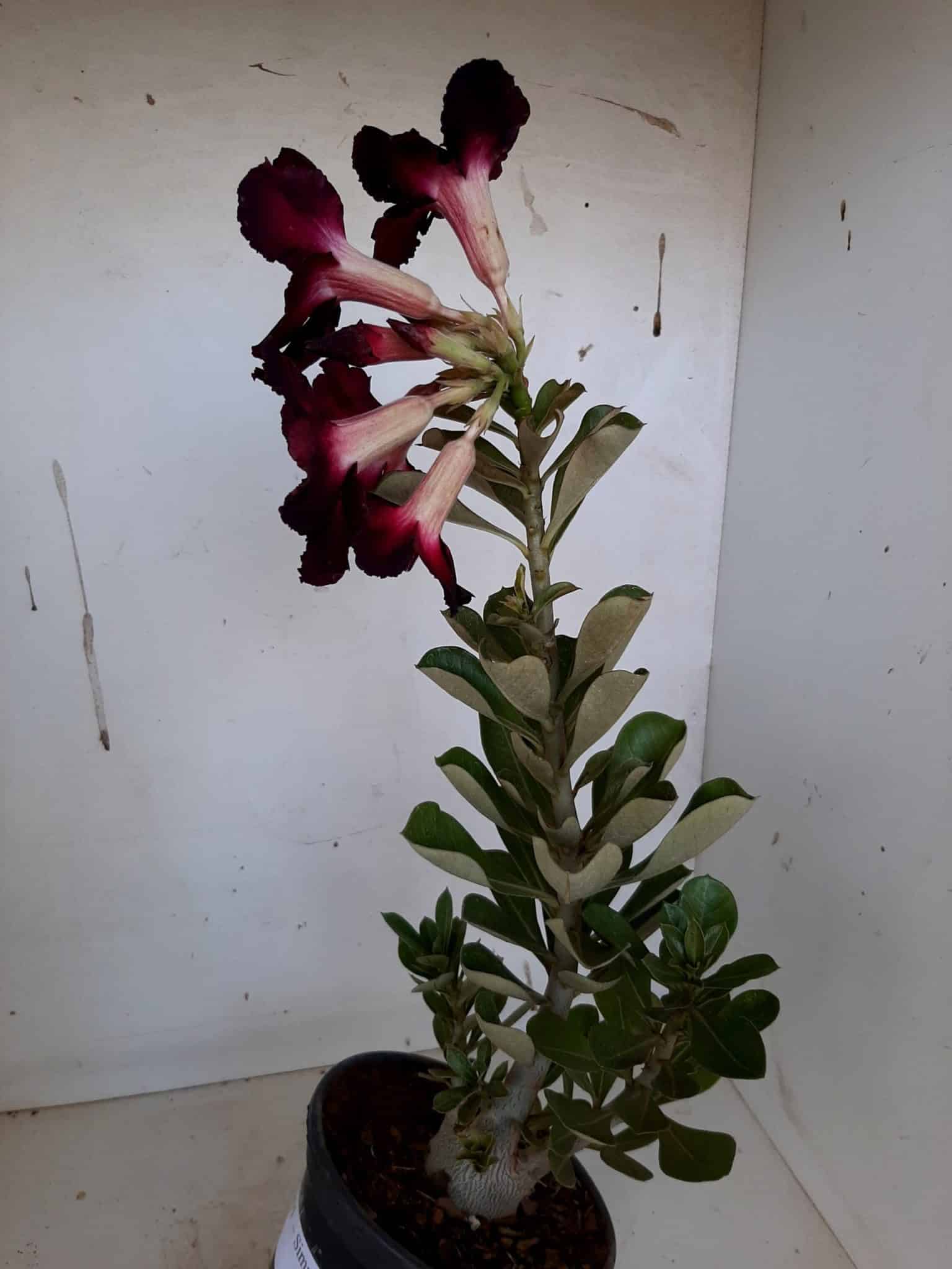 Planta Simples 1001 – 35cm – 02 anos
