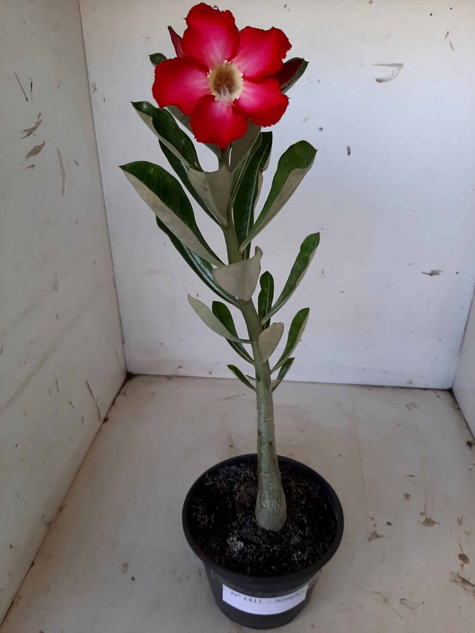 Planta Simples 1411 – 30cm – 1 ano - imagem 2