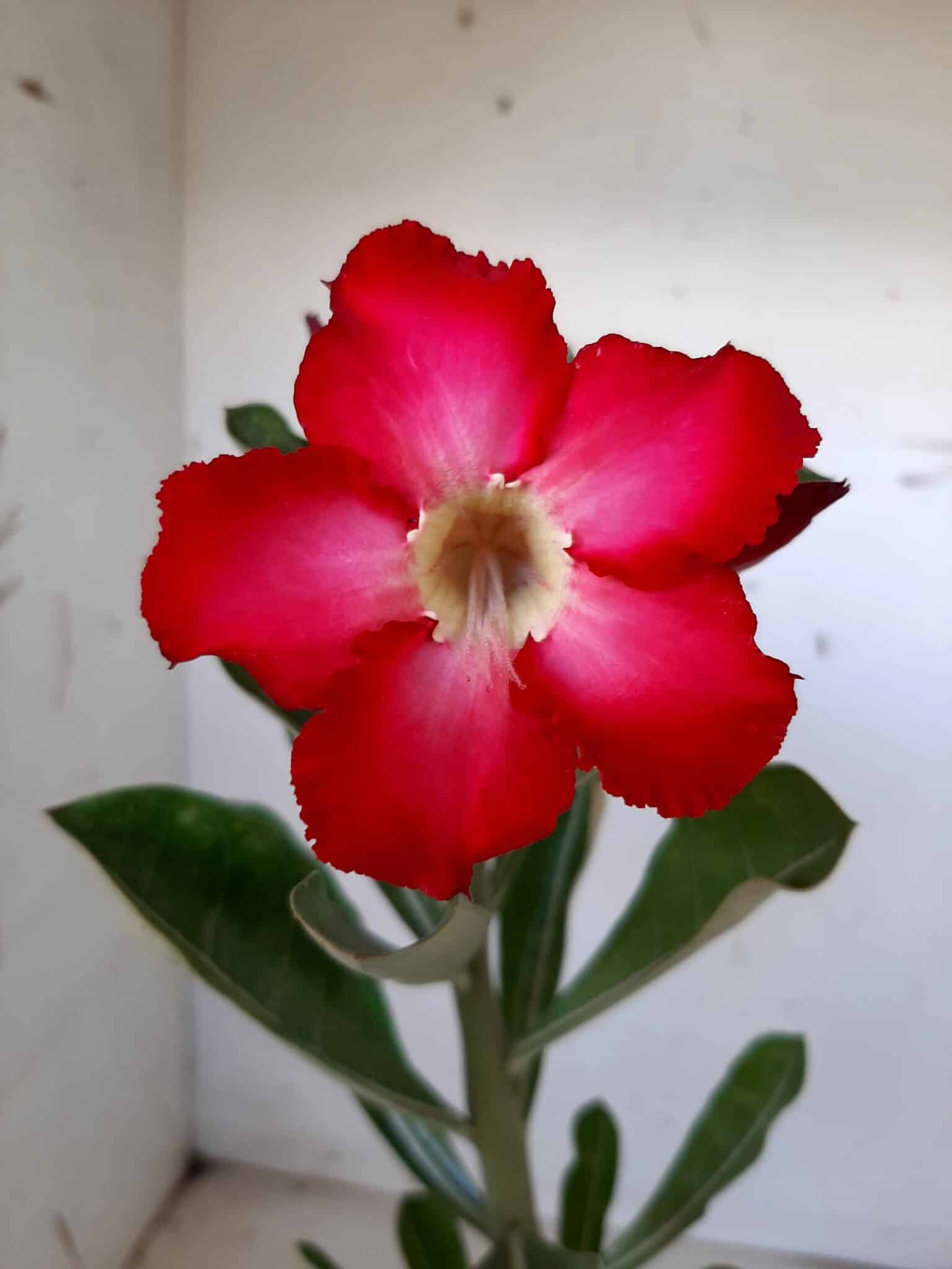 Planta Simples 1411 – 30cm – 1 ano - imagem 3