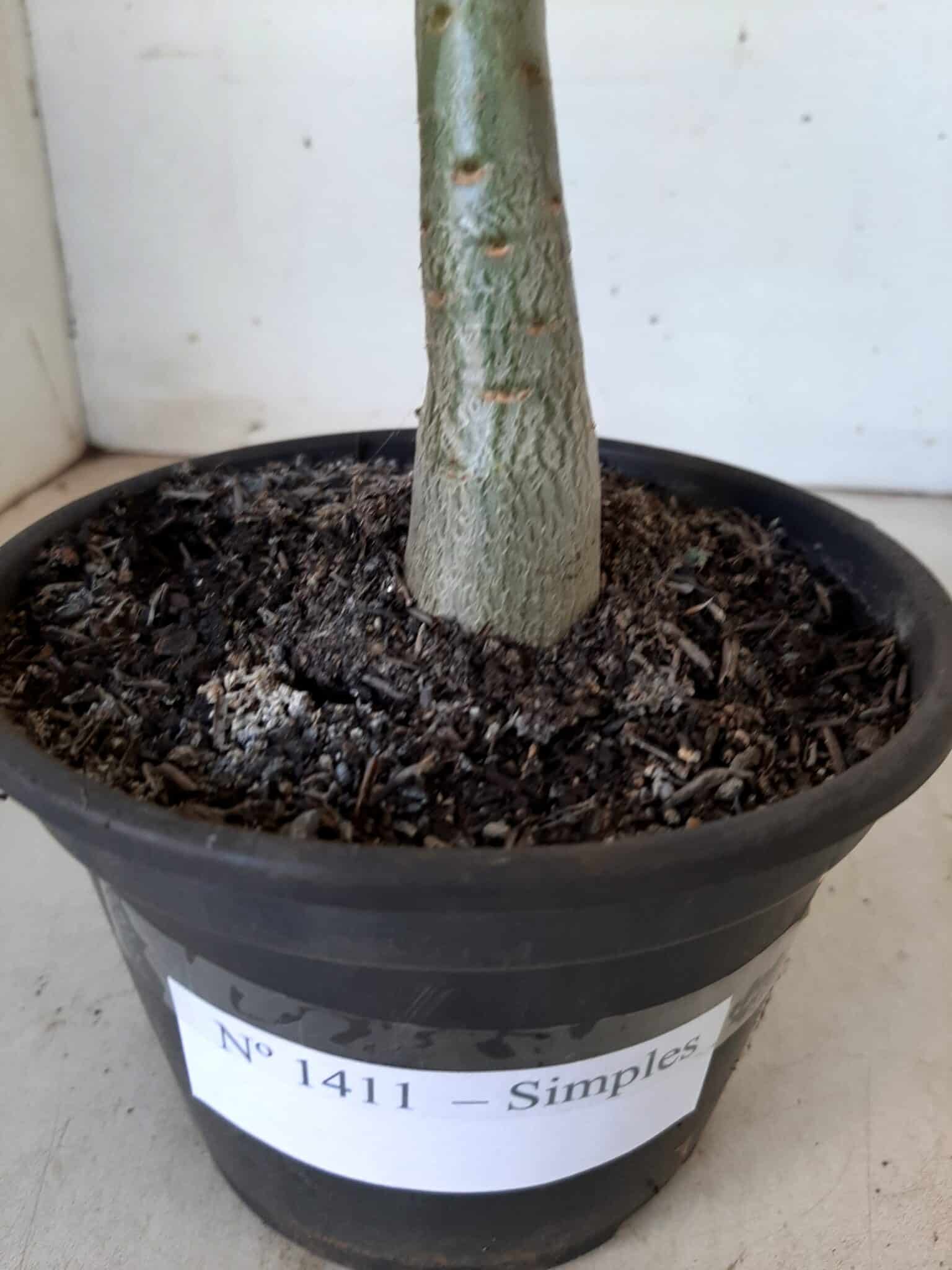 Planta Simples 1411 – 30cm – 1 ano - imagem 6