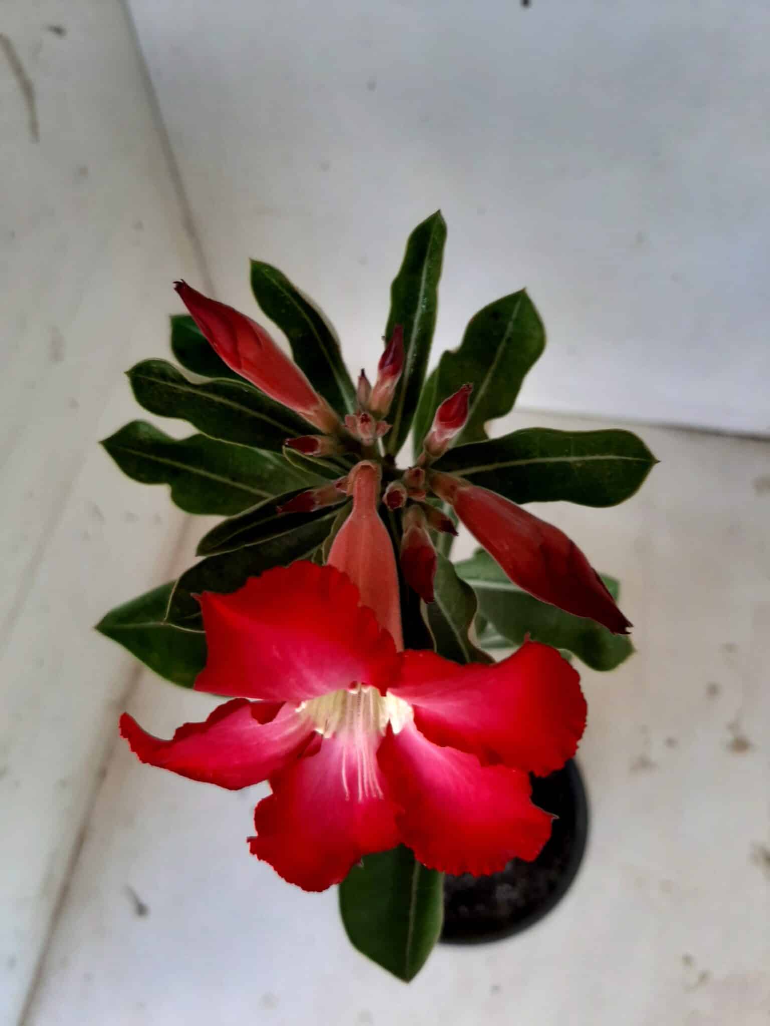 Planta Simples 1411 – 30cm – 1 ano - imagem 4