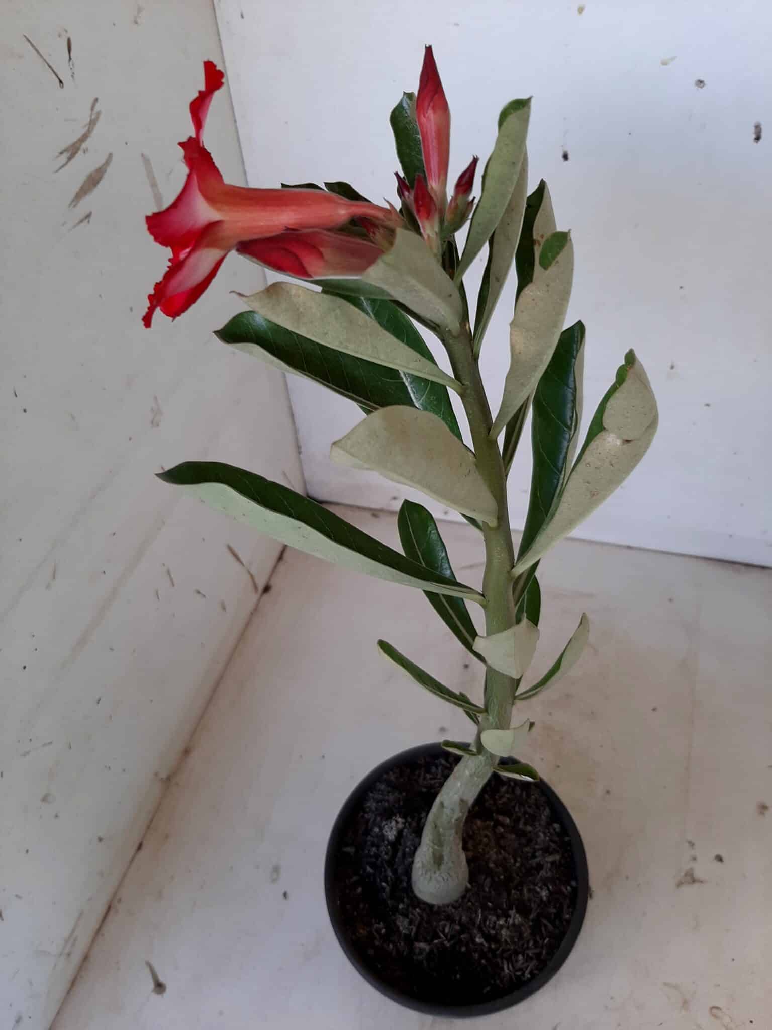Planta Simples 1411 – 30cm – 1 ano - imagem 5