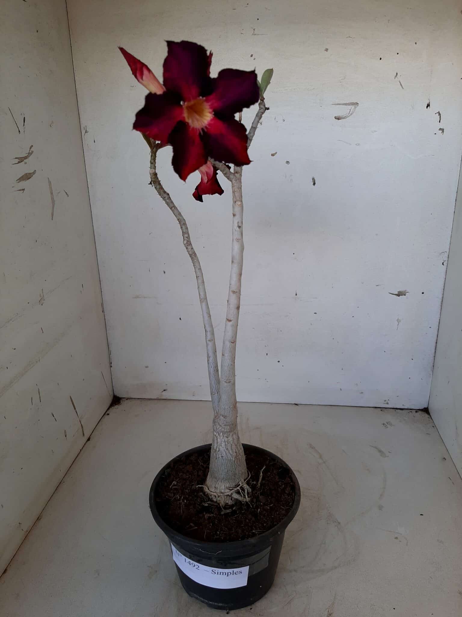 Planta Simples 1492 – 30cm – 1 ano